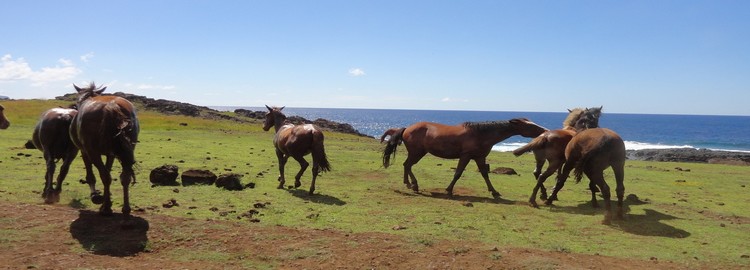 Chevaux à Rapa Nui