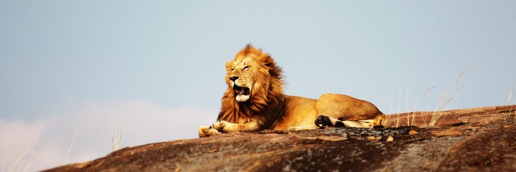 Lion surveillant la savane