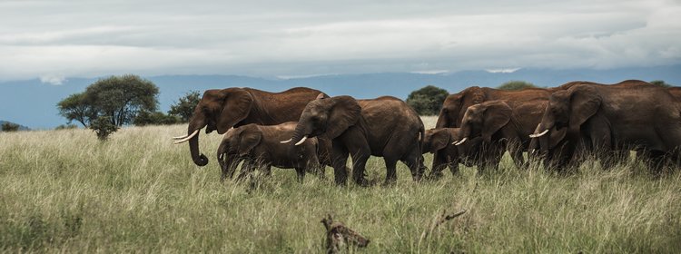 Troupeau d'éléphants à Tarangire