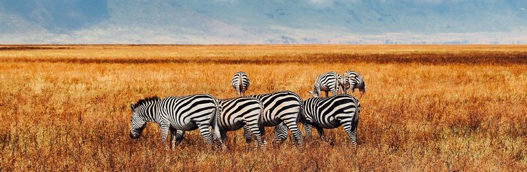 Troupeau de Zebres dans la savane à Ngorongoro