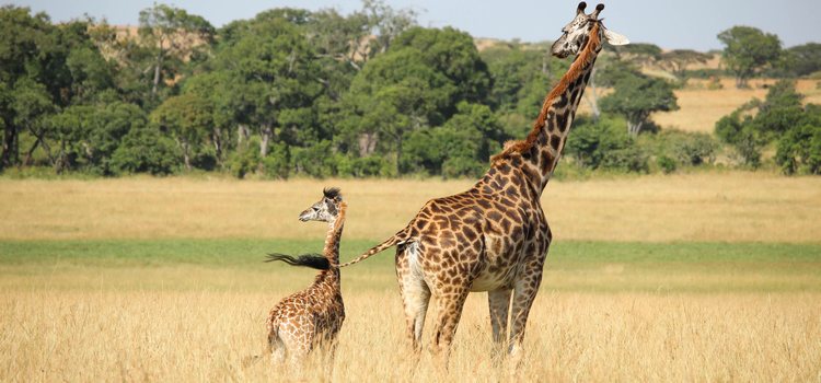 Famille de girafes au Kilimandjaro