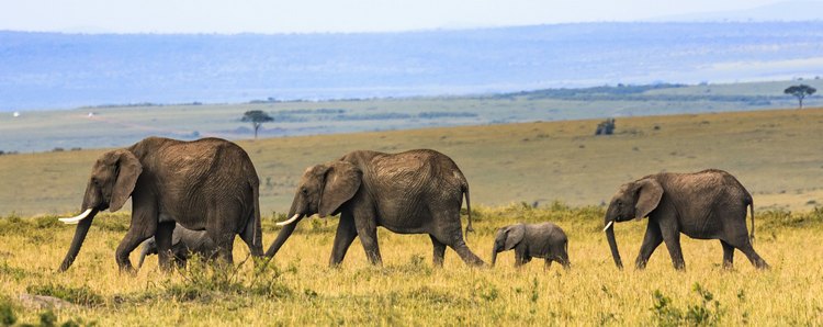 Une famille d'éléphants Maasai Mara