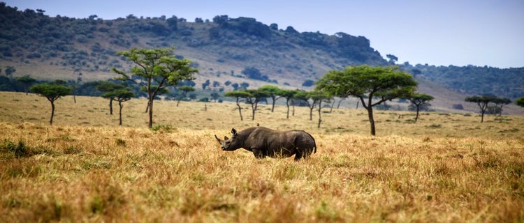 Rhinocéros blanc en pleine nature au Maasai mara