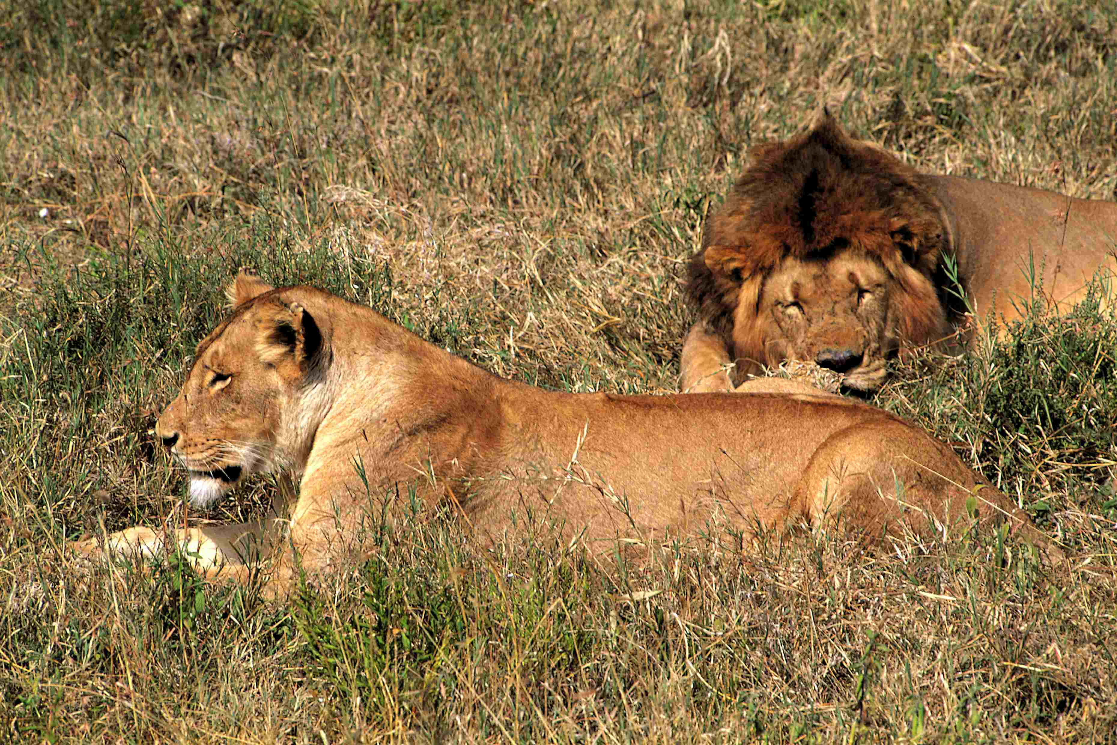 parc national du Serengeti, lionne et lion