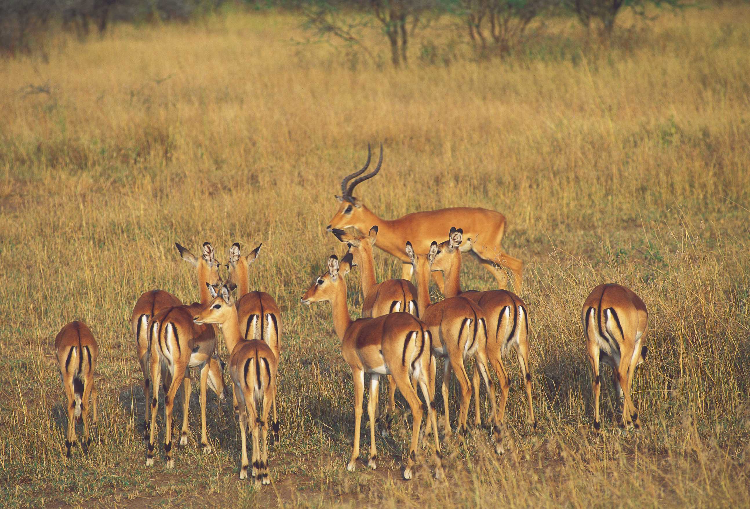 Impalas dans le parc National du Serengeti