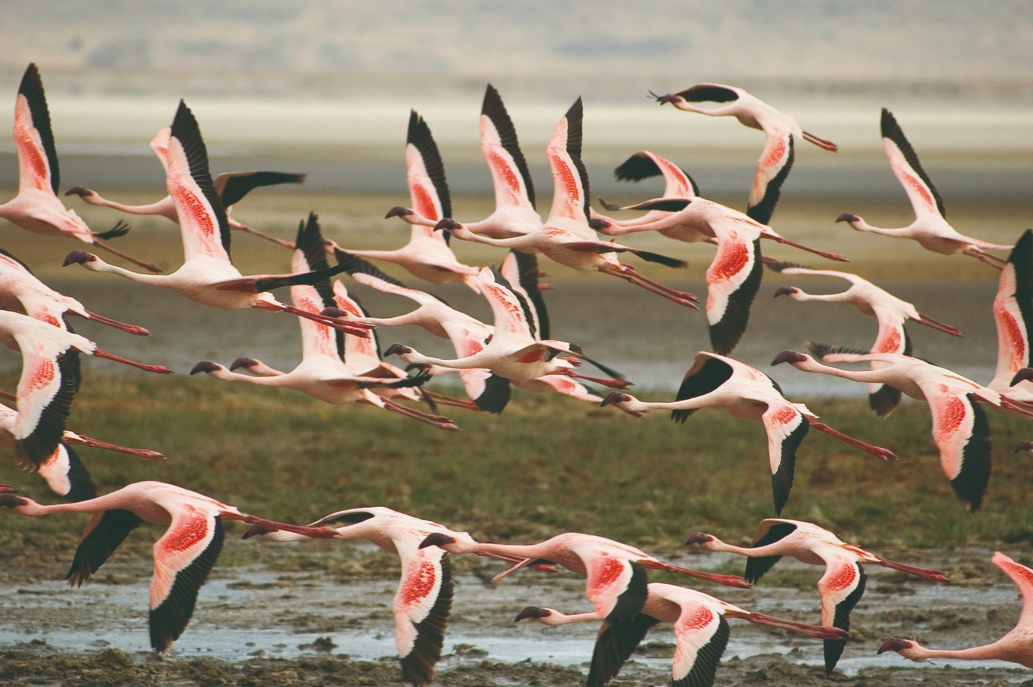 Flamants roses volant dans le cratère du Ngorongoro.