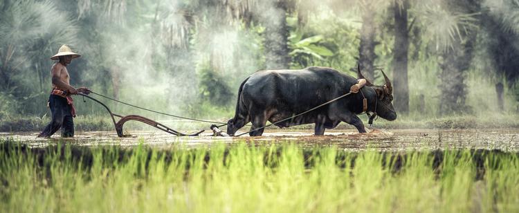 Agriculteur et son buffle dans les cultures cambodgiennes