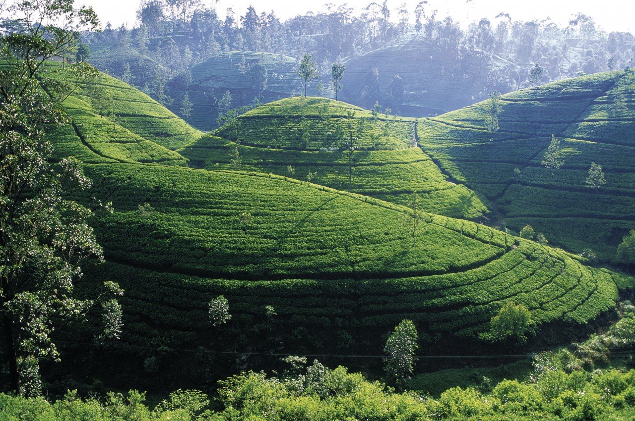 Giorno15 : Le piantagioni di tè