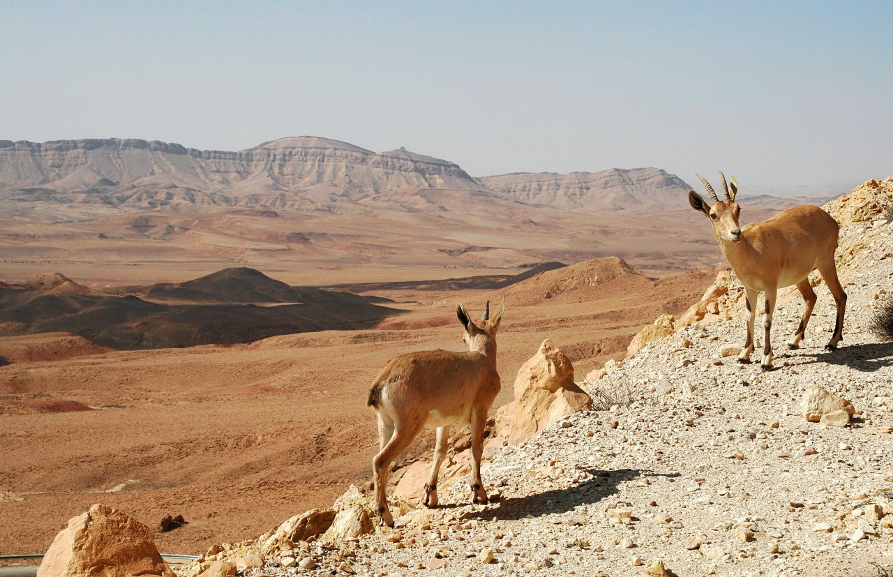 Dia6 : Deserto de Negev