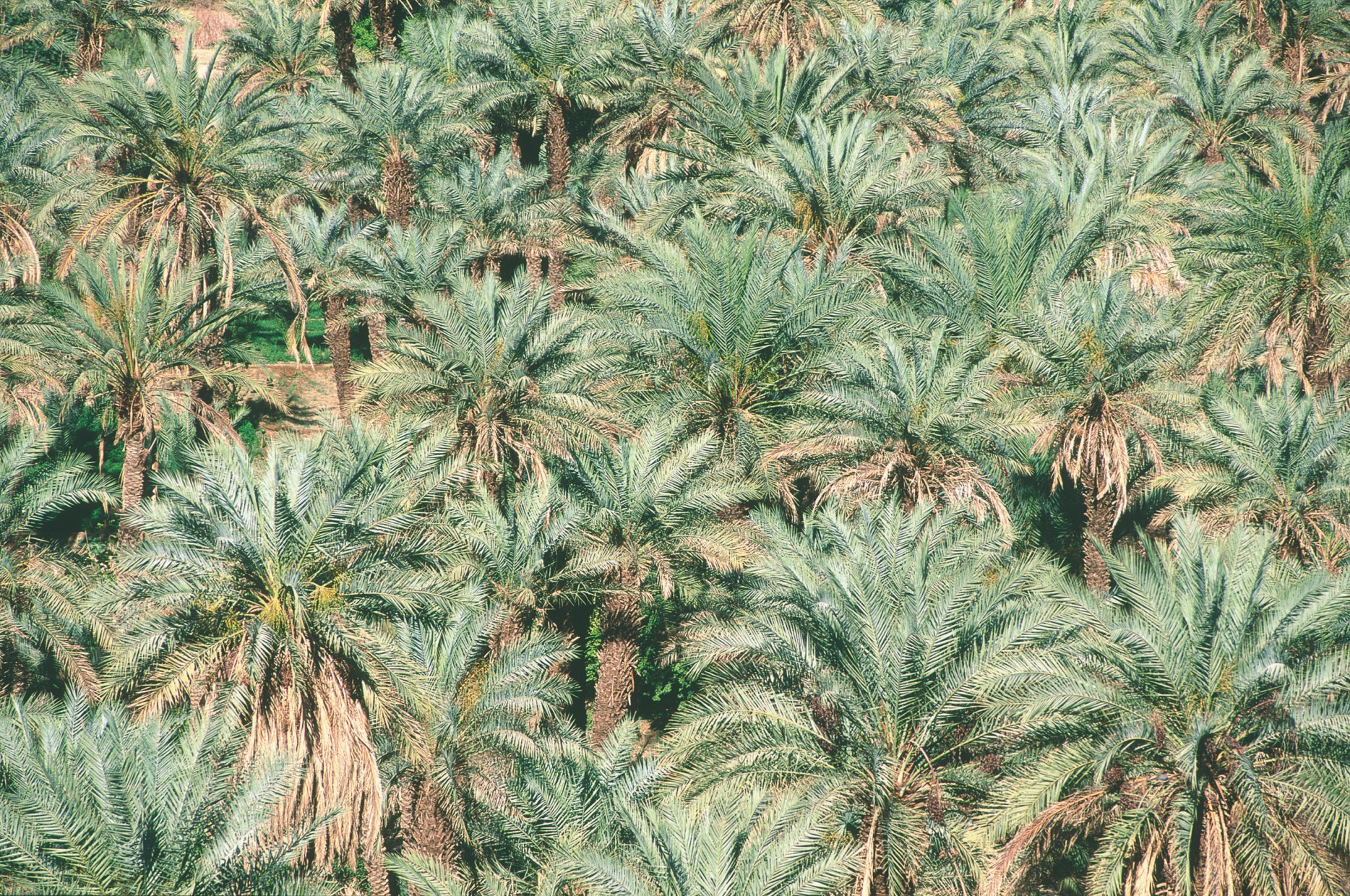 Oasis de Djanet, la palmeraie
