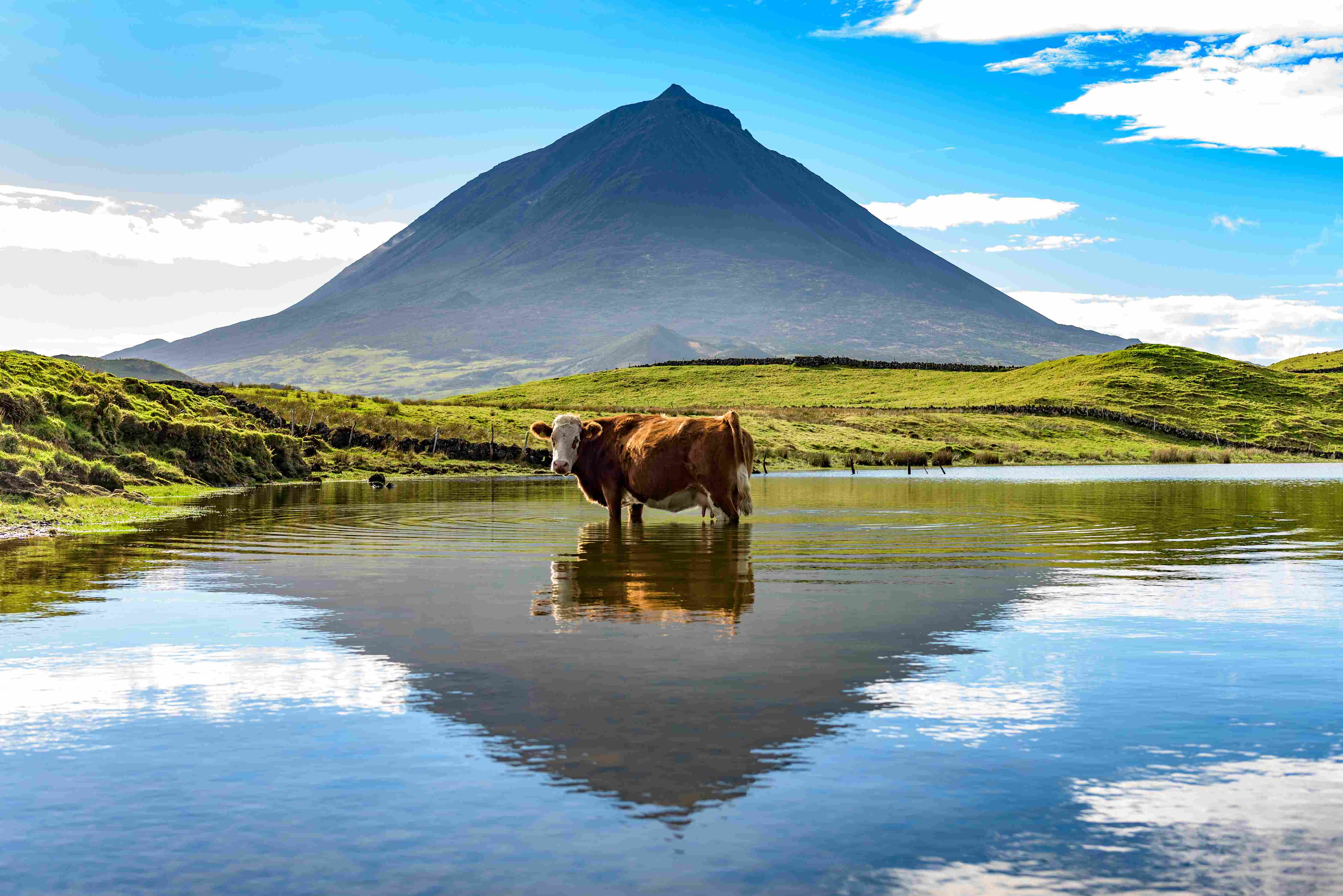 Les vaches sont caractéristiques du paysage açorien, ici devant le mont Pico.