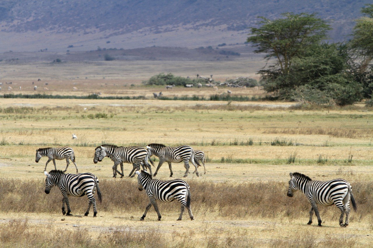 Jour1 : Cratère de Ngorongoro et marche avec un Massa