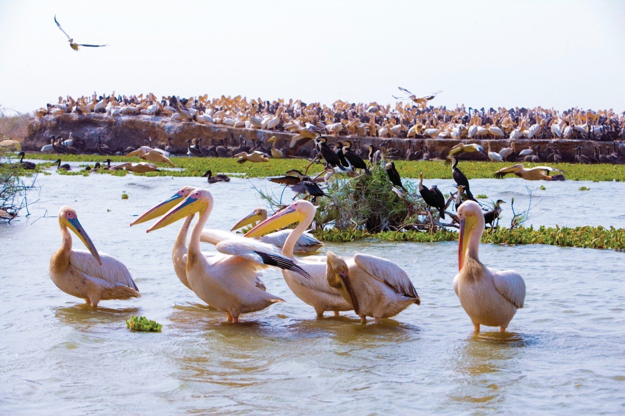 Jour9 : Observation des oiseaux au parc du Djoudj