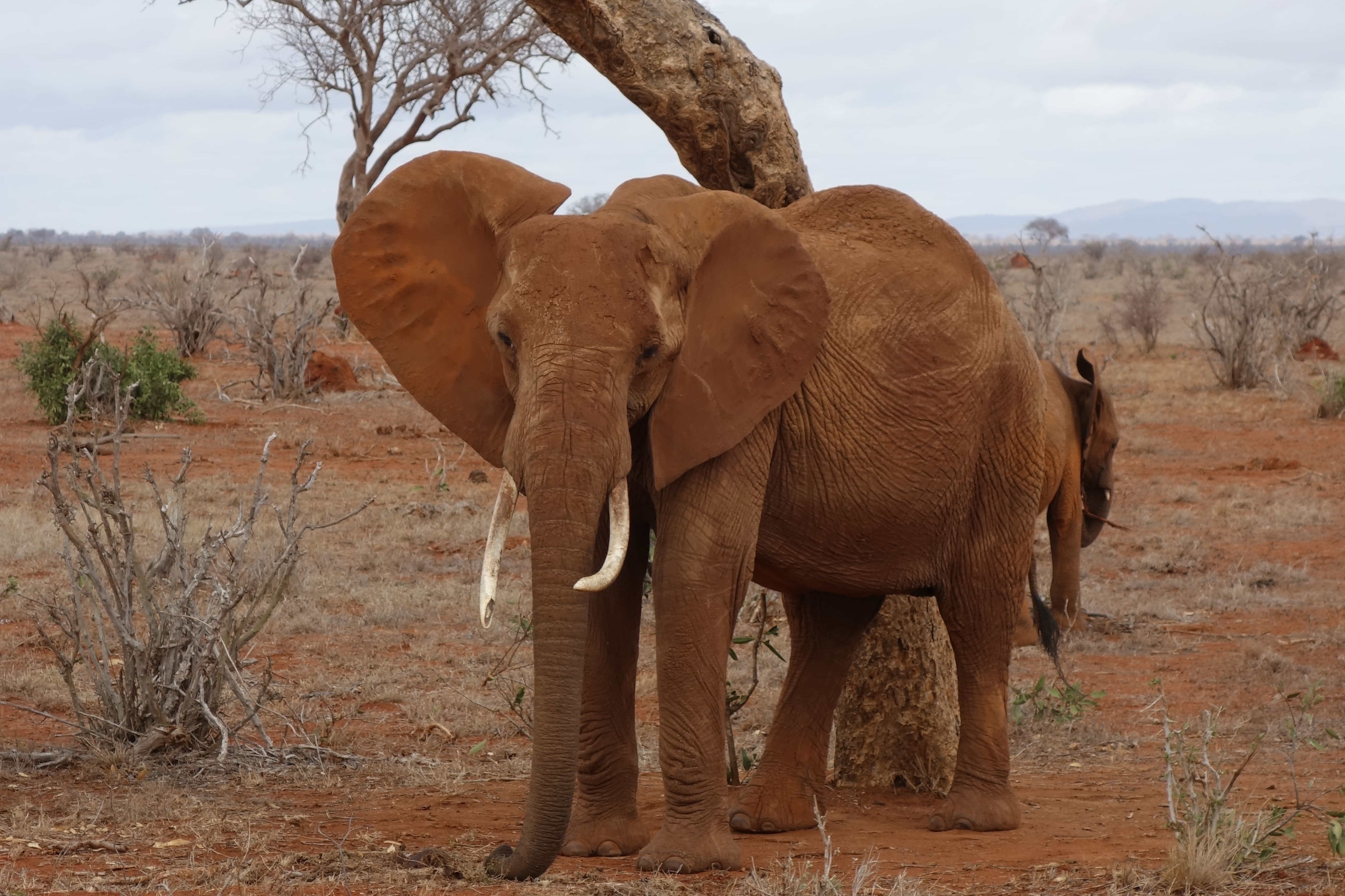 Les elephants rouges du parc national de Tsavo Est.
