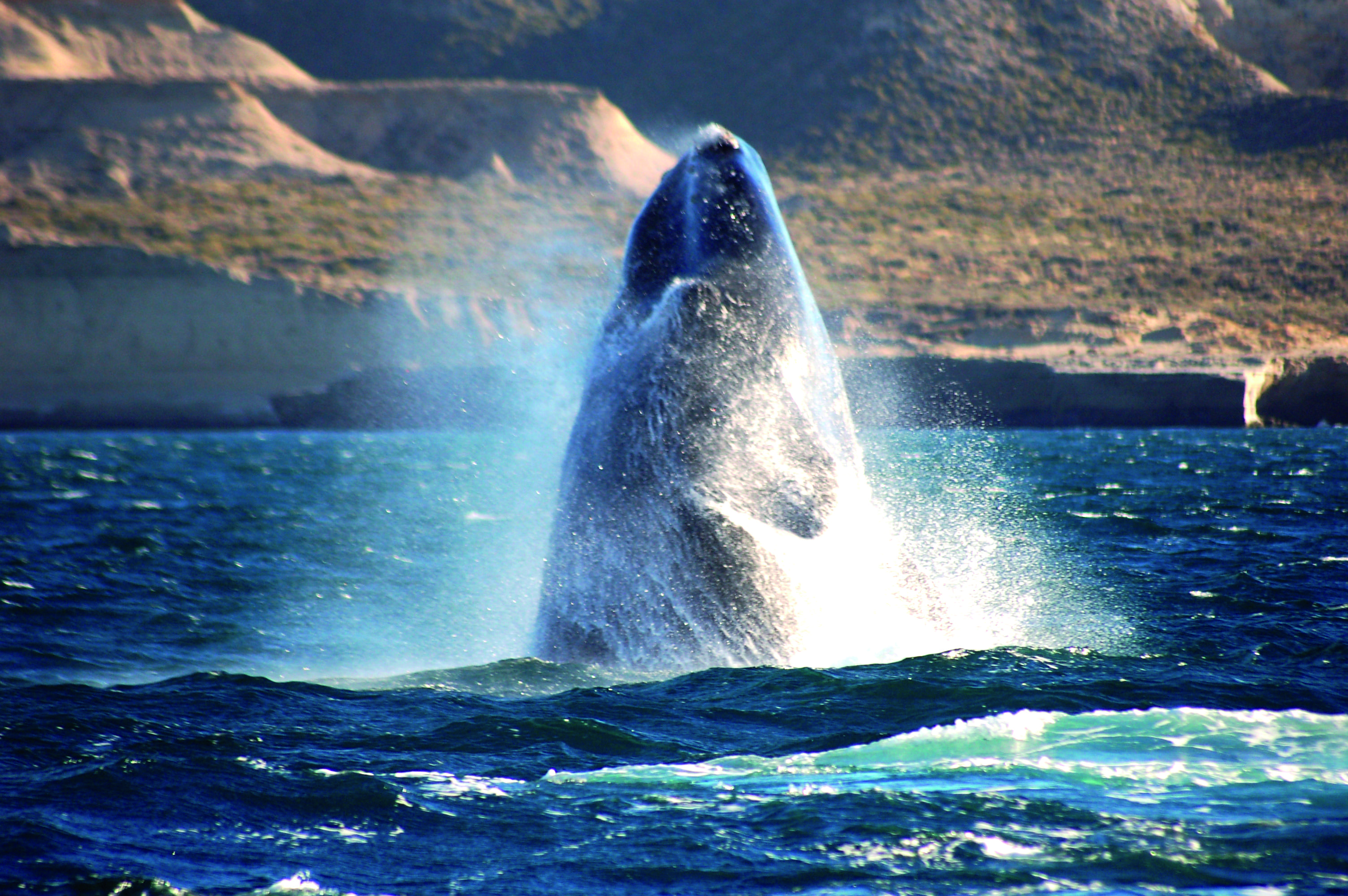Baleine franche australe de Puerto Madryn.