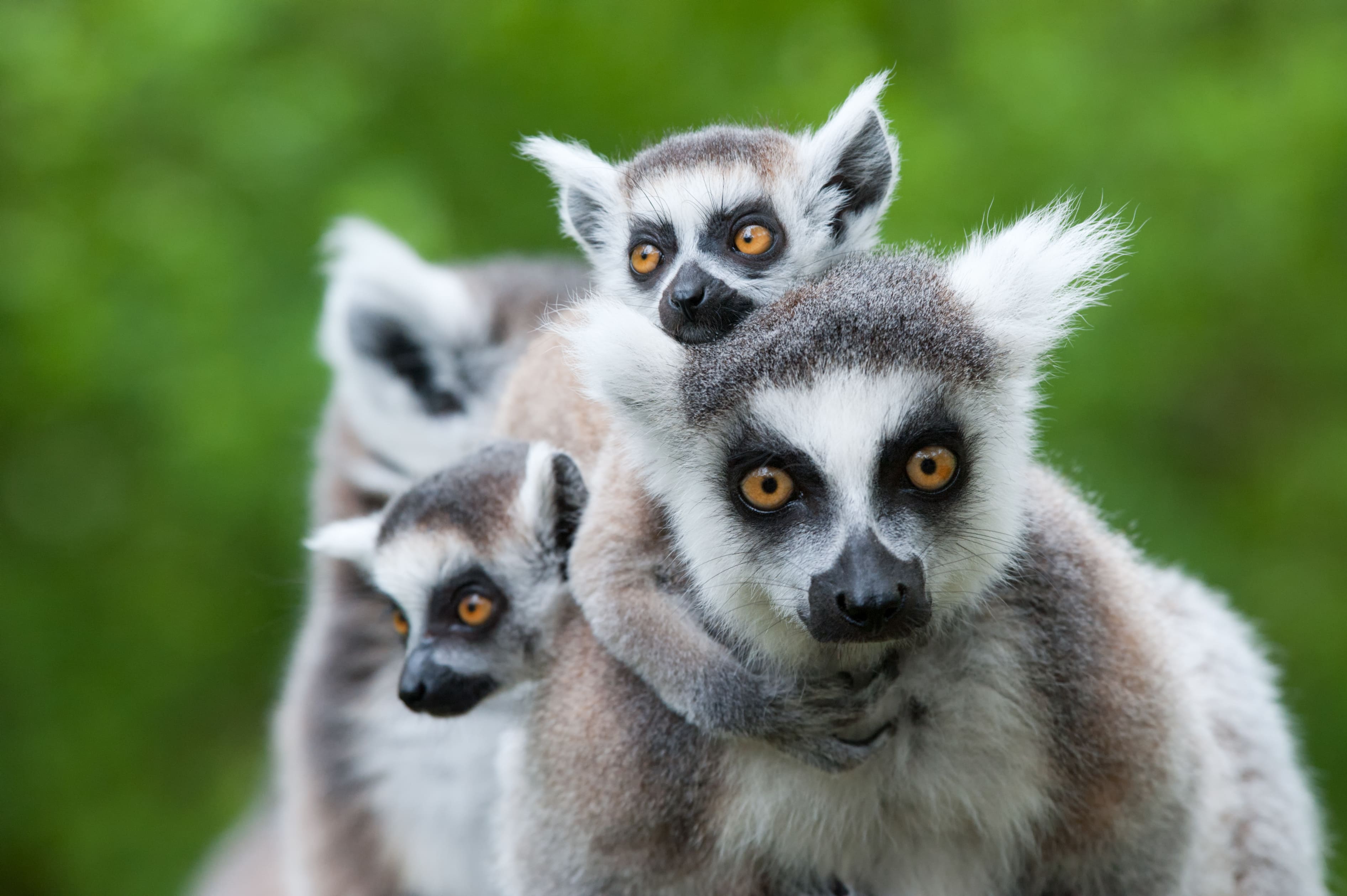 Lémuriens de Madagascar.