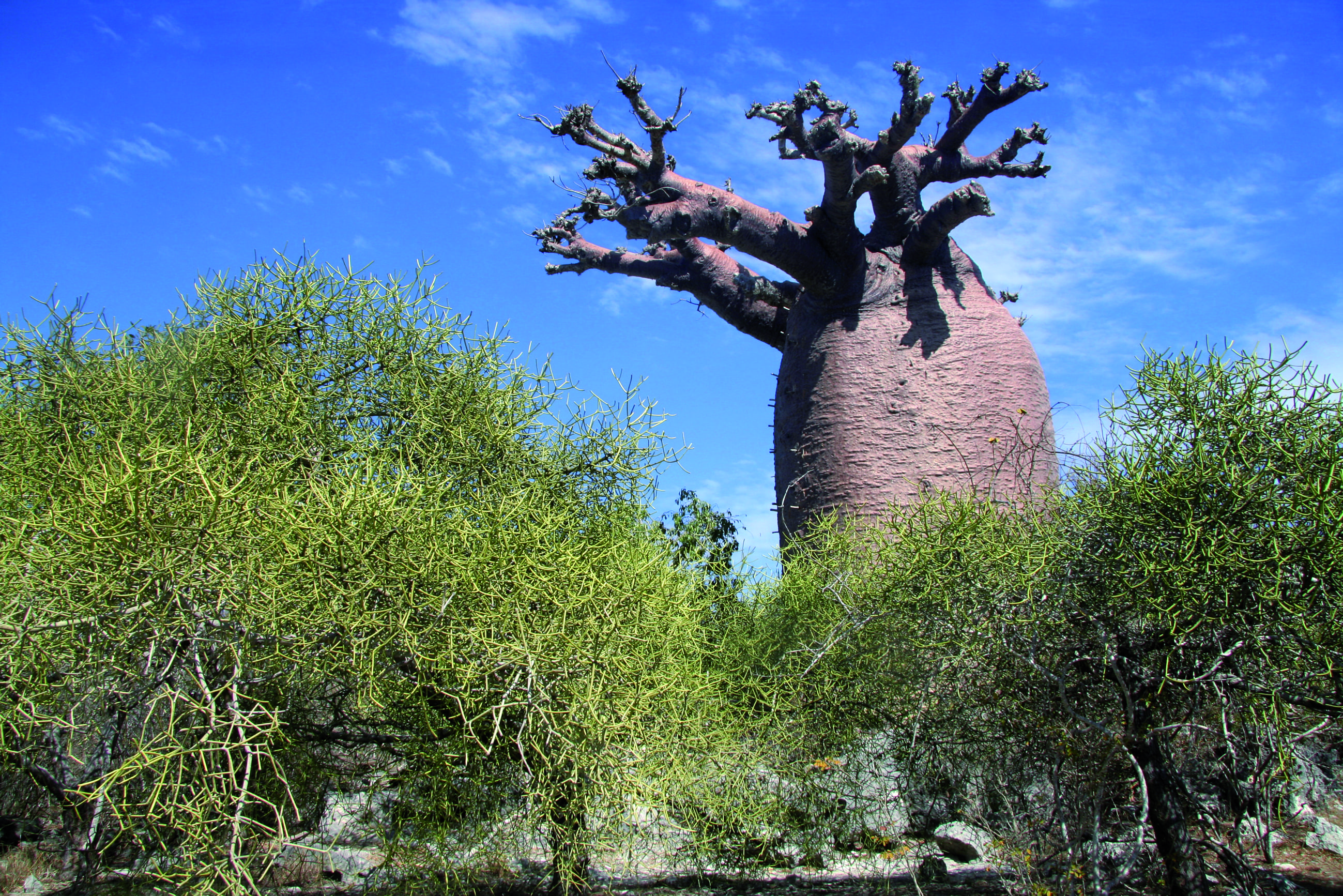 Baobab pres d Andavadoaka