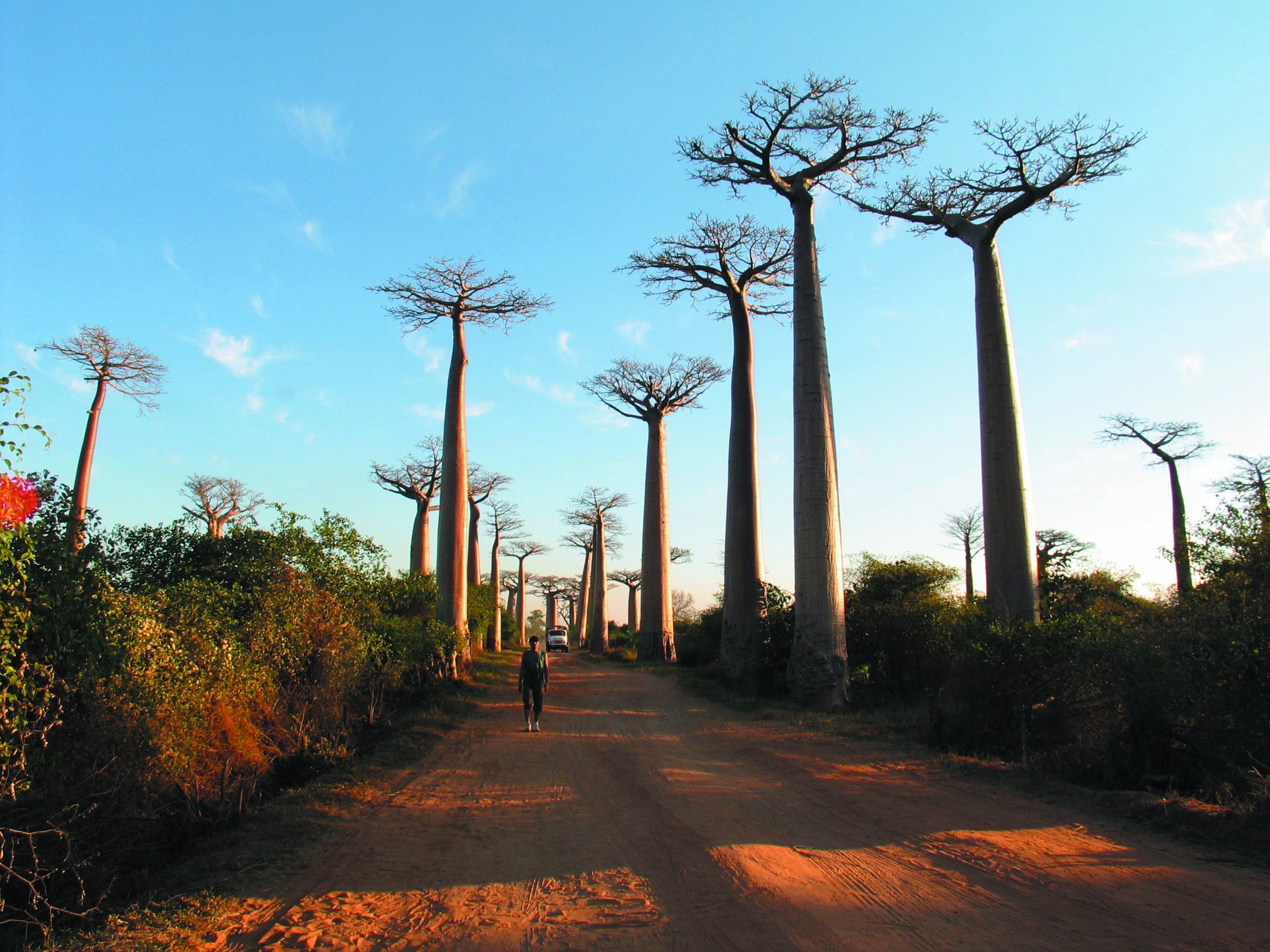 Allée des baobabs, Menabe, près de Morondava