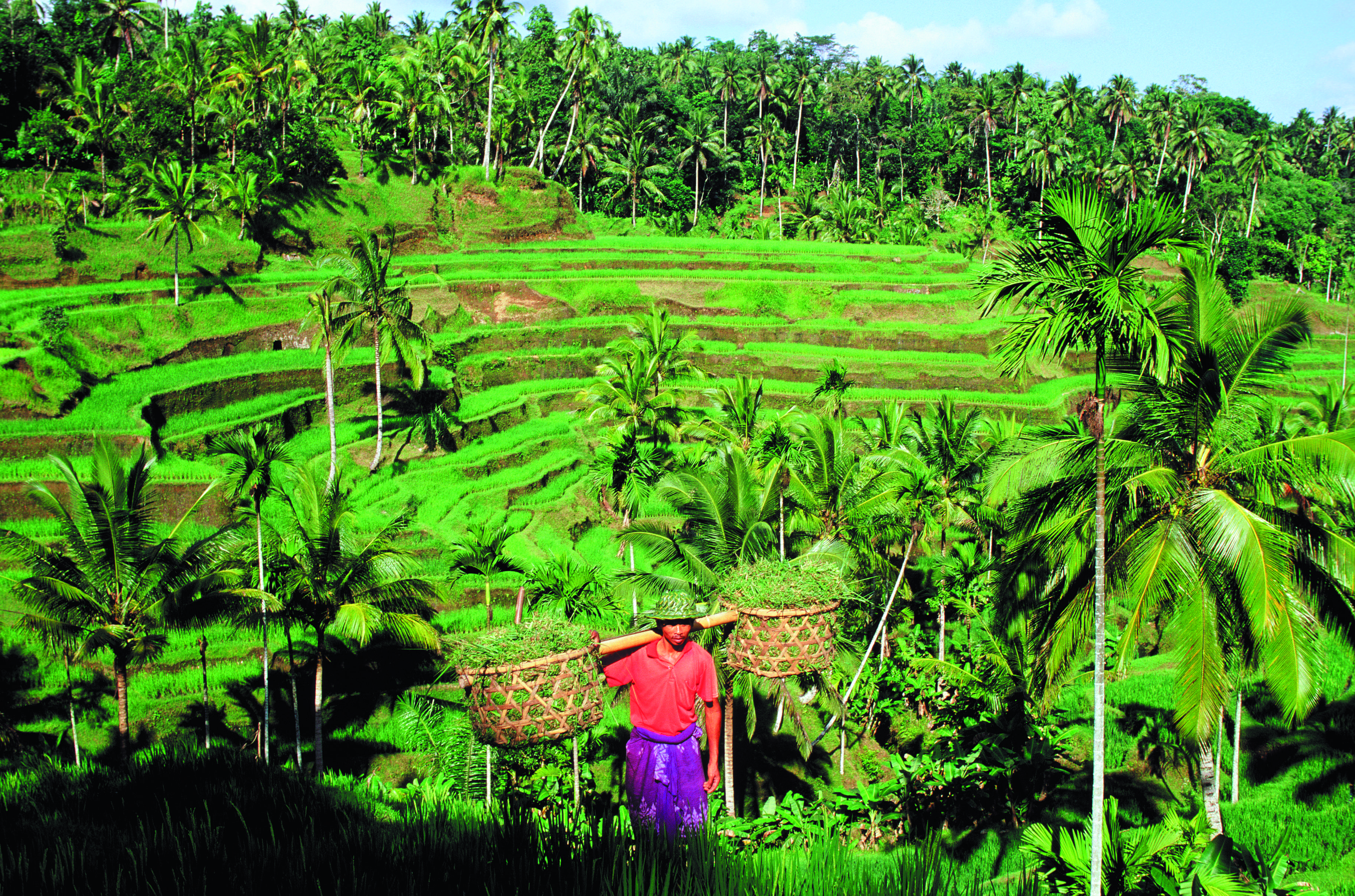Paysan dans les rizières de Tegallalang.