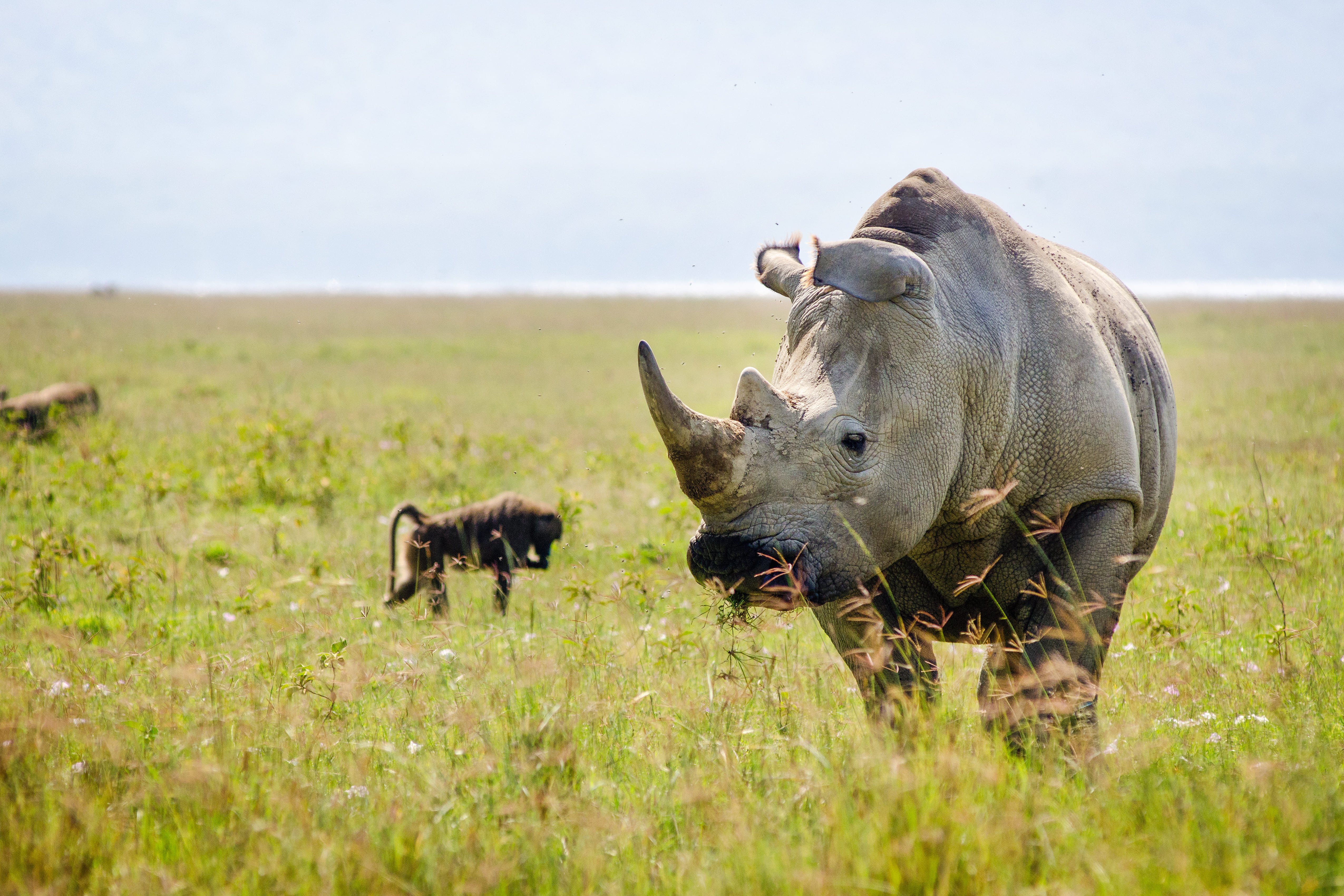 Rhinocéros dans le Nakuru National Park.