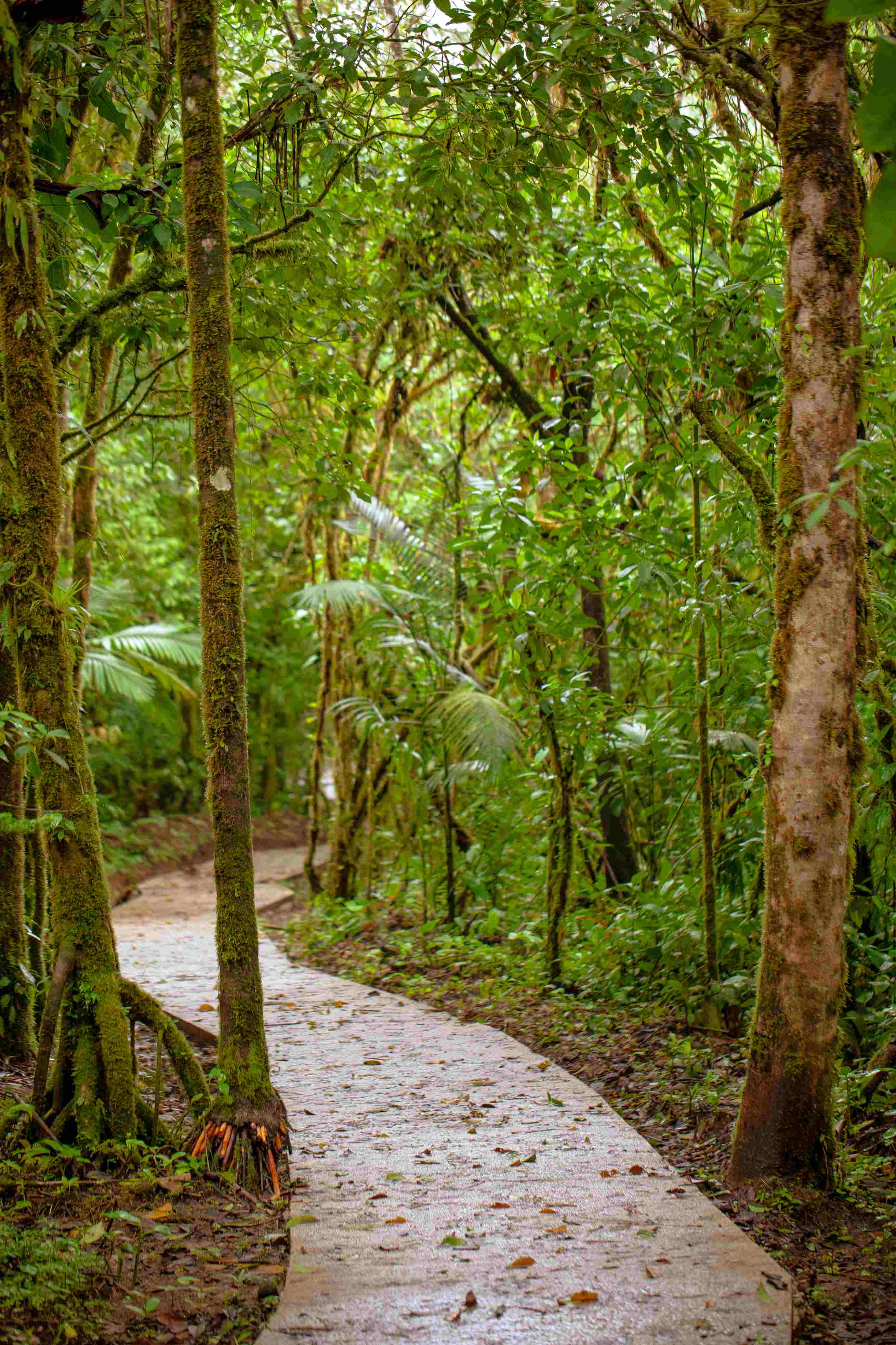 Pont suspendu dans la forêt de Monteverde.