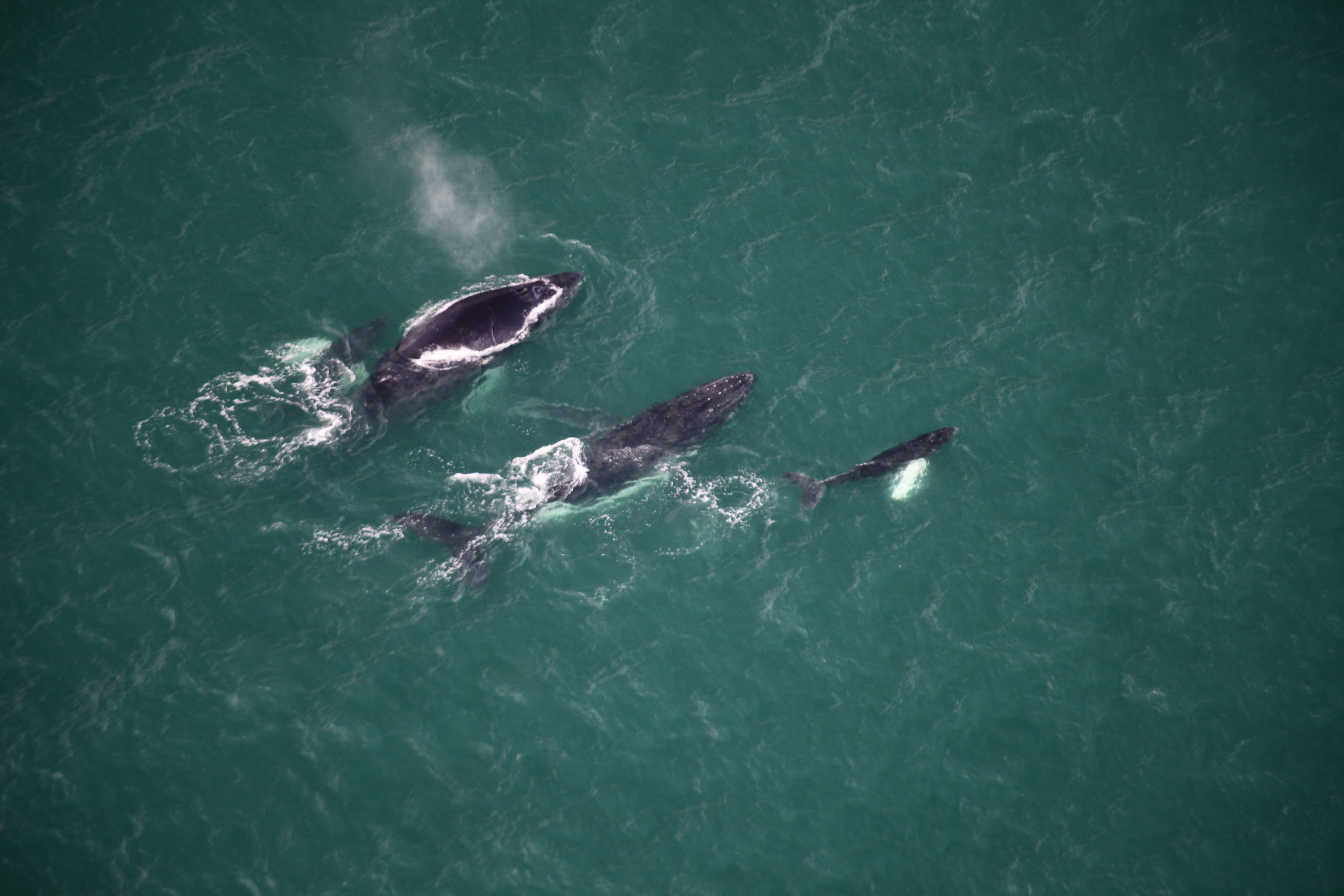 Baleines à bosses, Bahia Ballenas, Uvita.