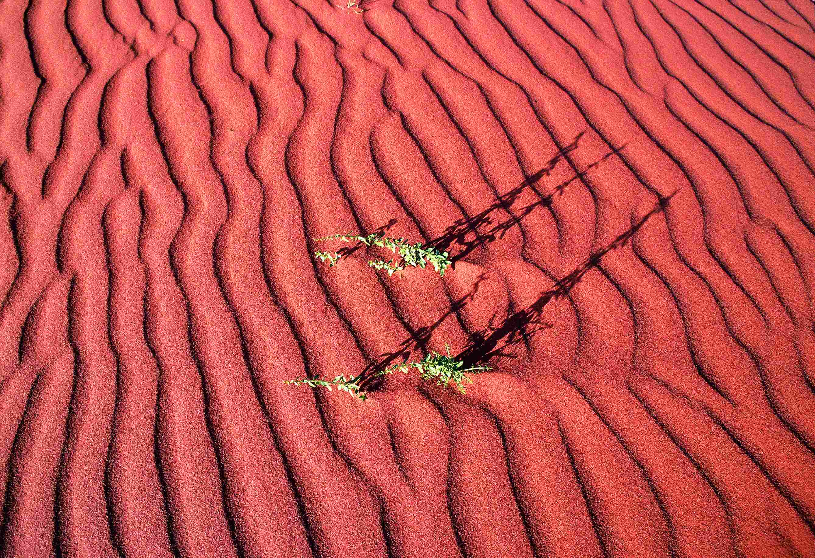 Le sable rouge du Wadi Rum balayé par les vents.