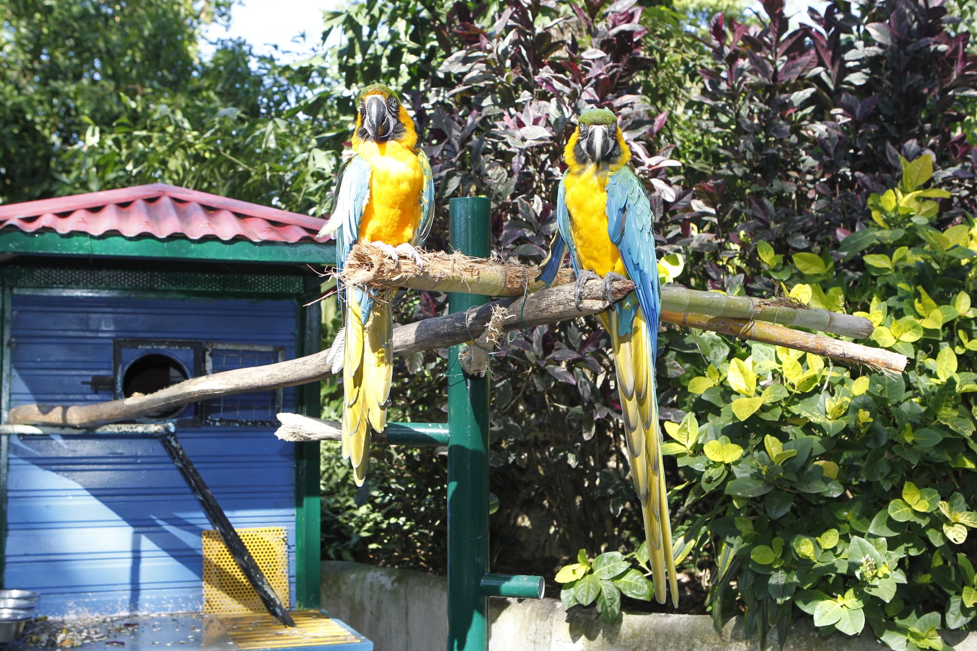 Perroquets en libertés au Jardin Botanique.