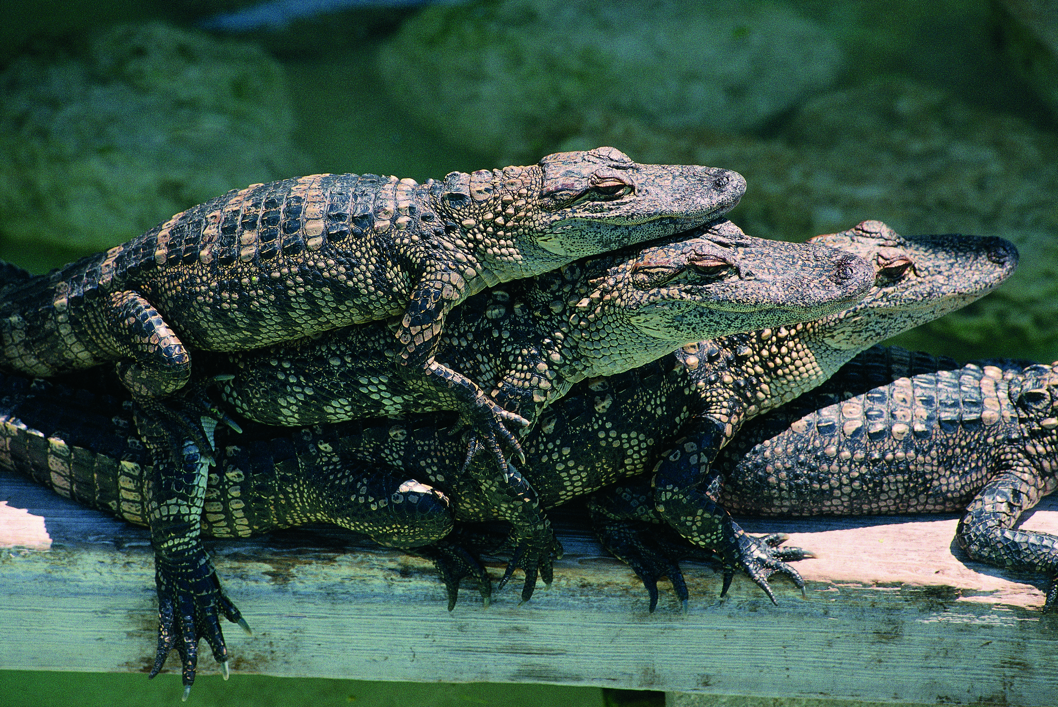 Bébés crocodiles