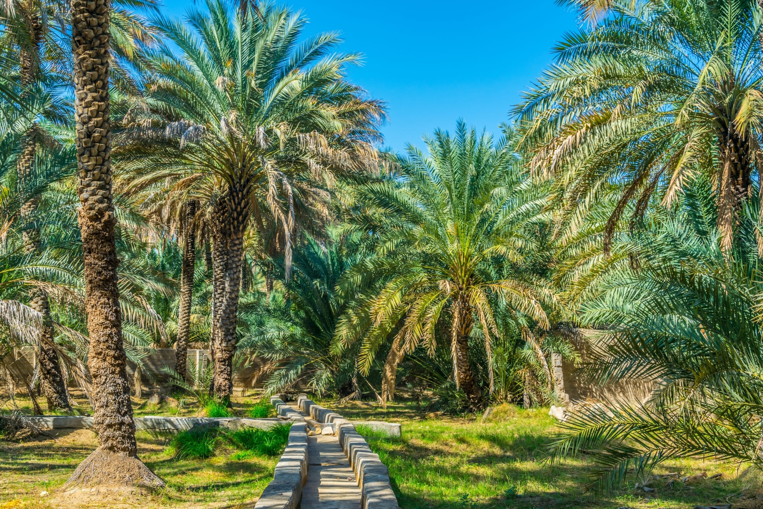 Oasis d'Al Ain.