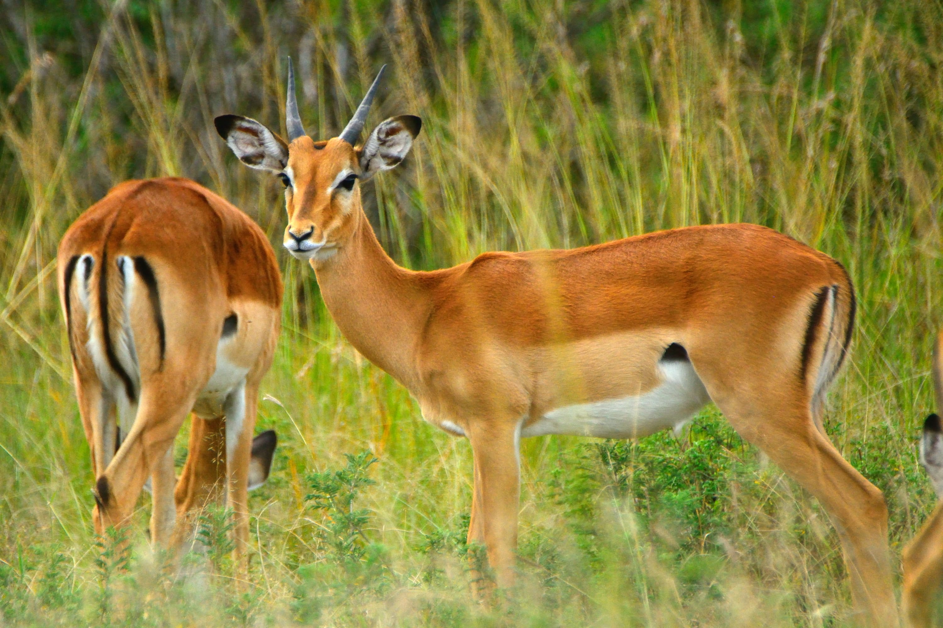 Impalas dans la Mara National Reserve.