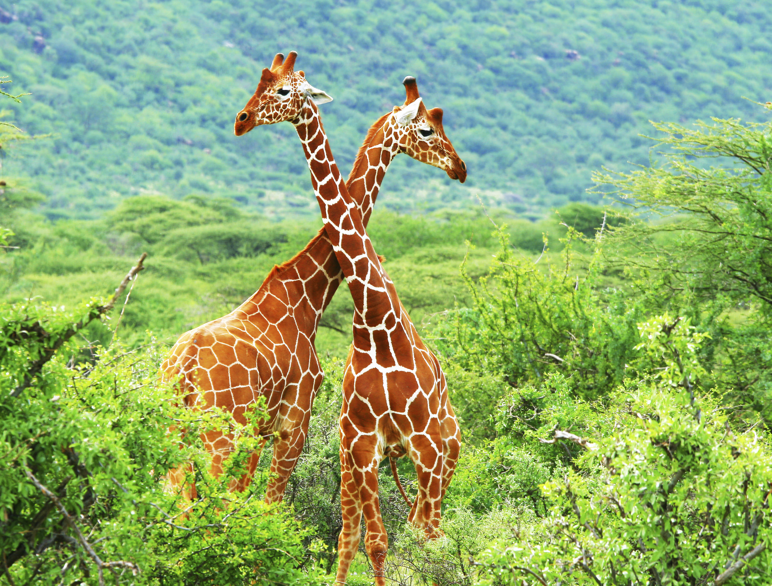Girafes du parc national de Samburu, Kenya.