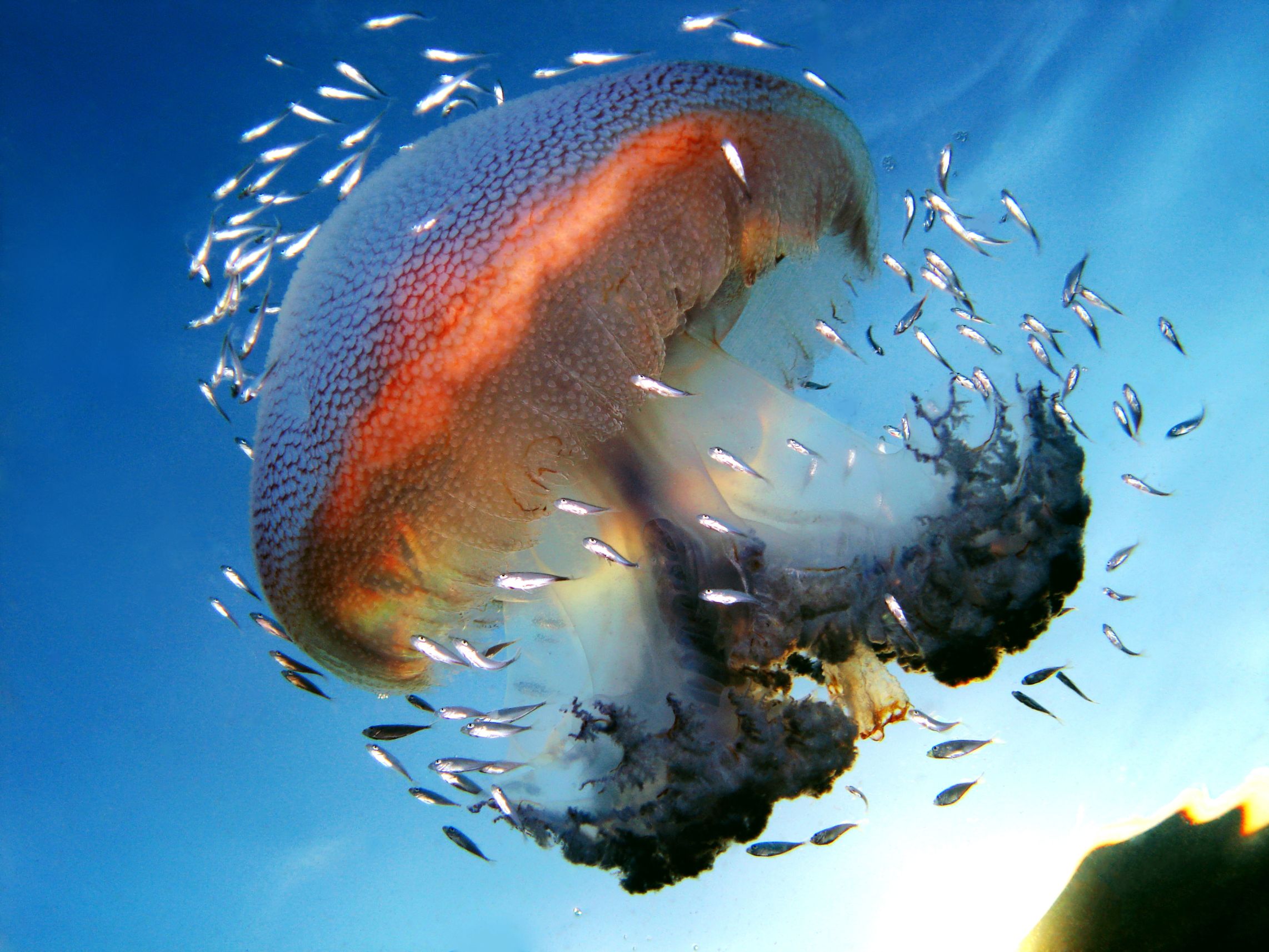 Méduse dans la grande barrière de corail.