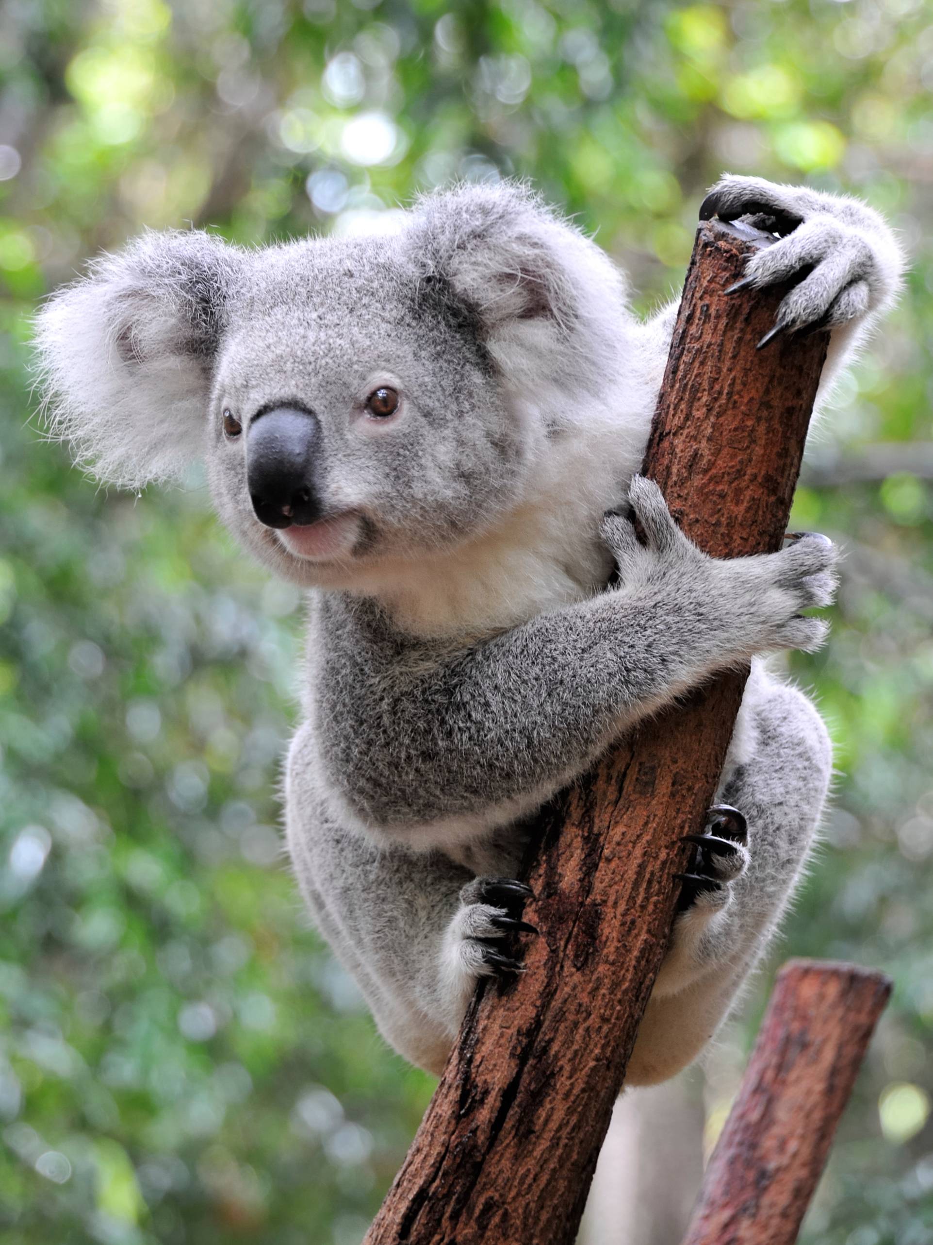 Koala du Lone Pine Koala Sanctuary, pre?s de Brisbane.