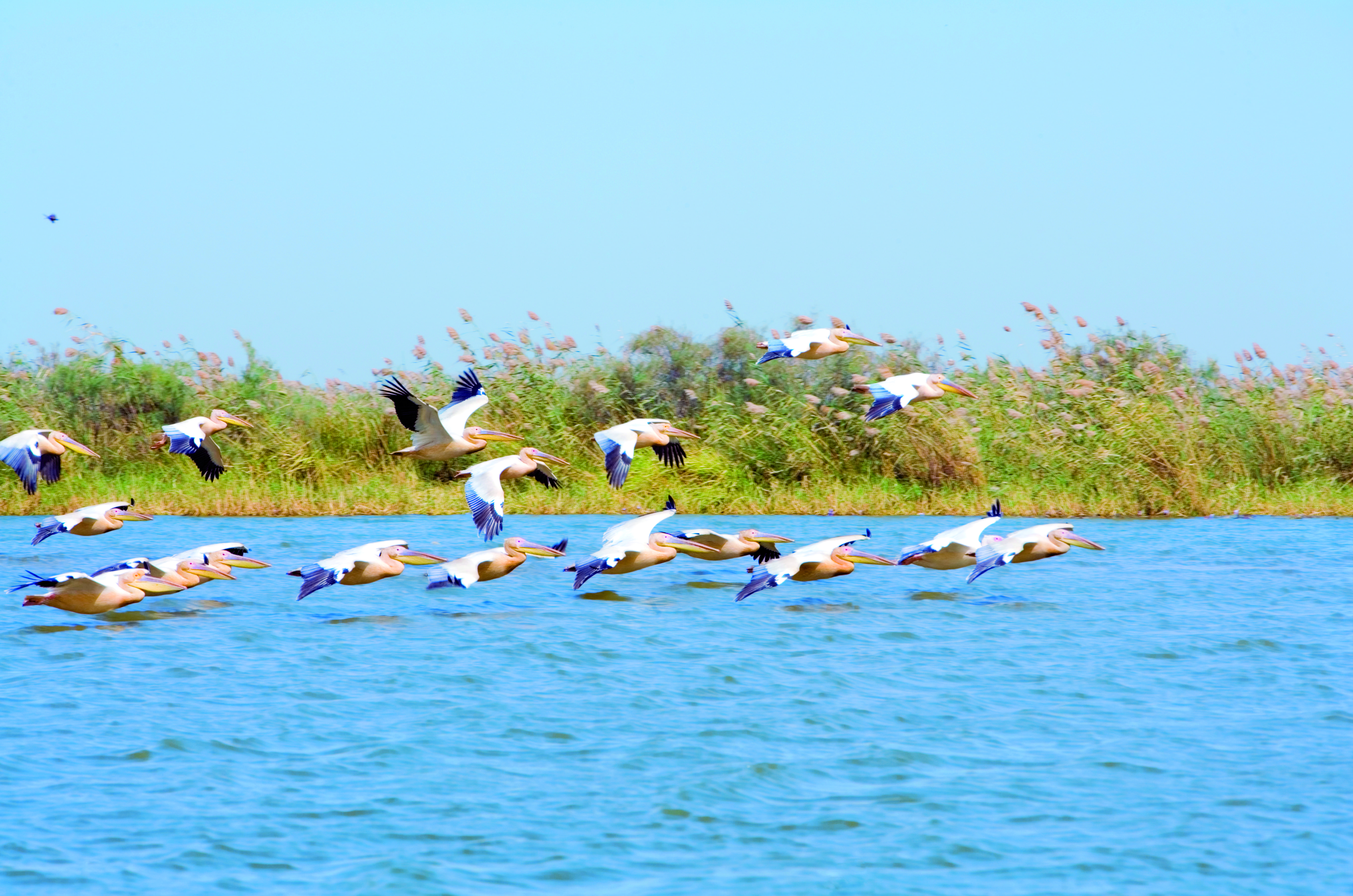 Pélicans dans le parc national du Djoudj.