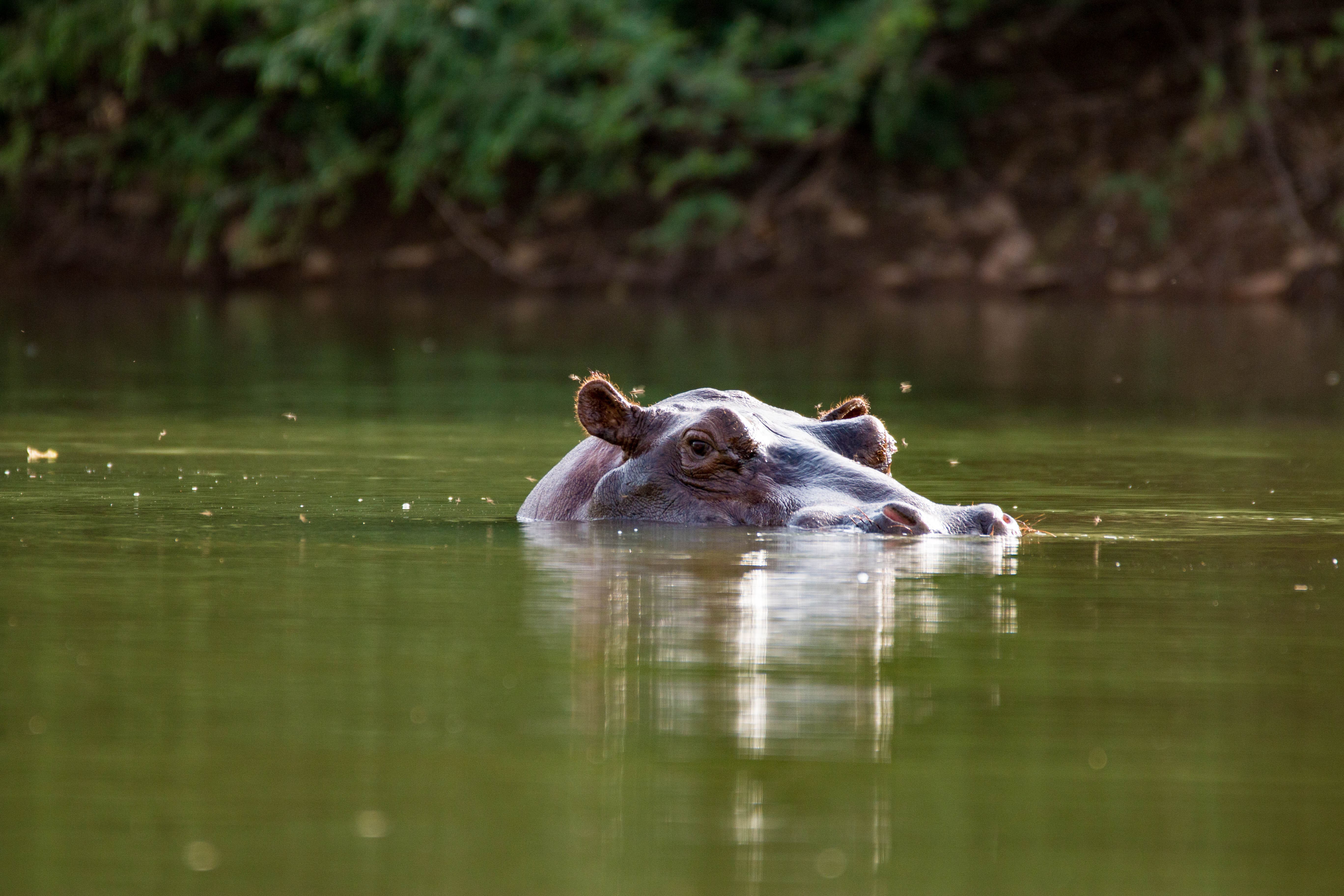 Hippopotame dans le fleuve Gambie près du parc national du Niokolo Koba.