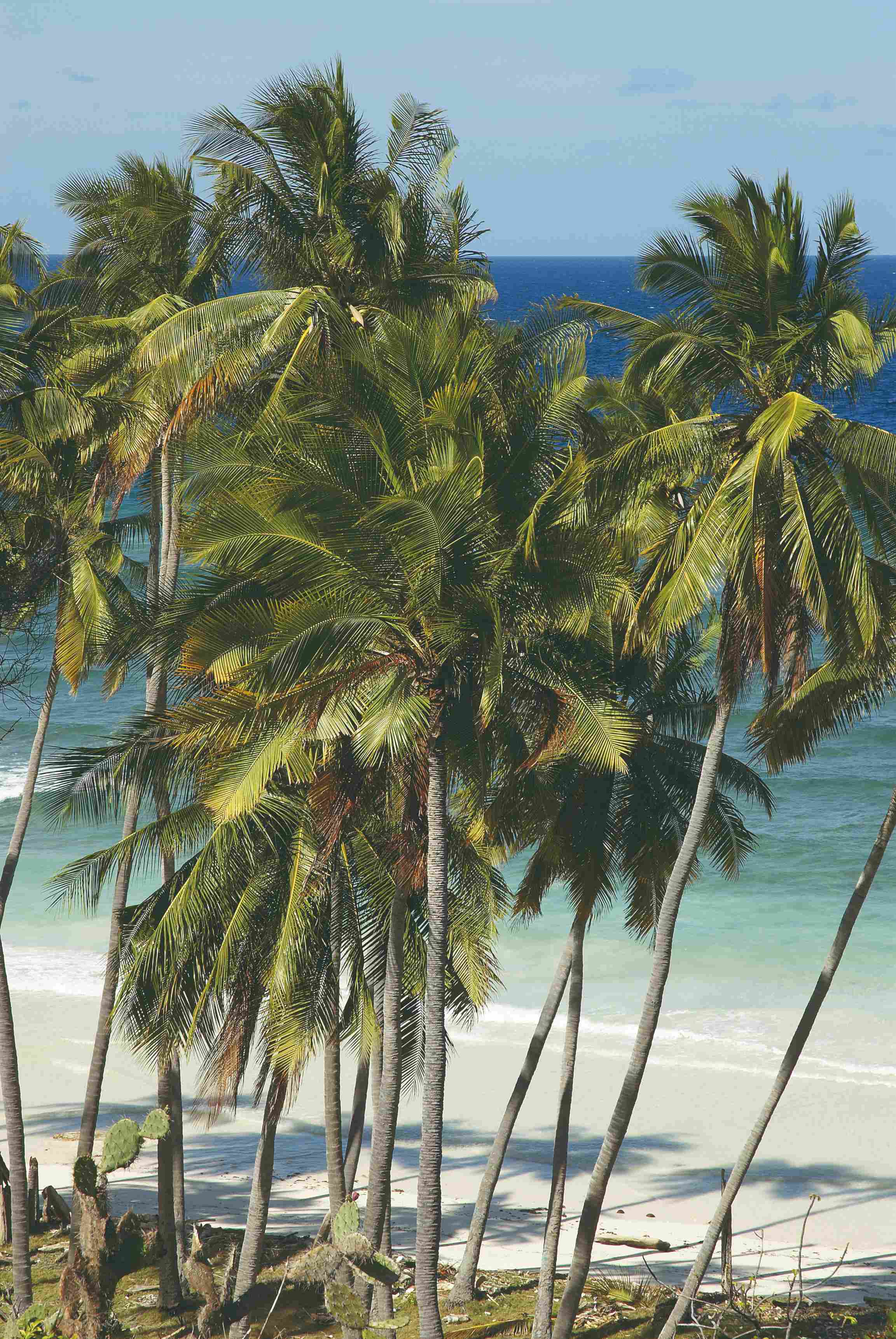 Palmiers sur la plage de Bira.