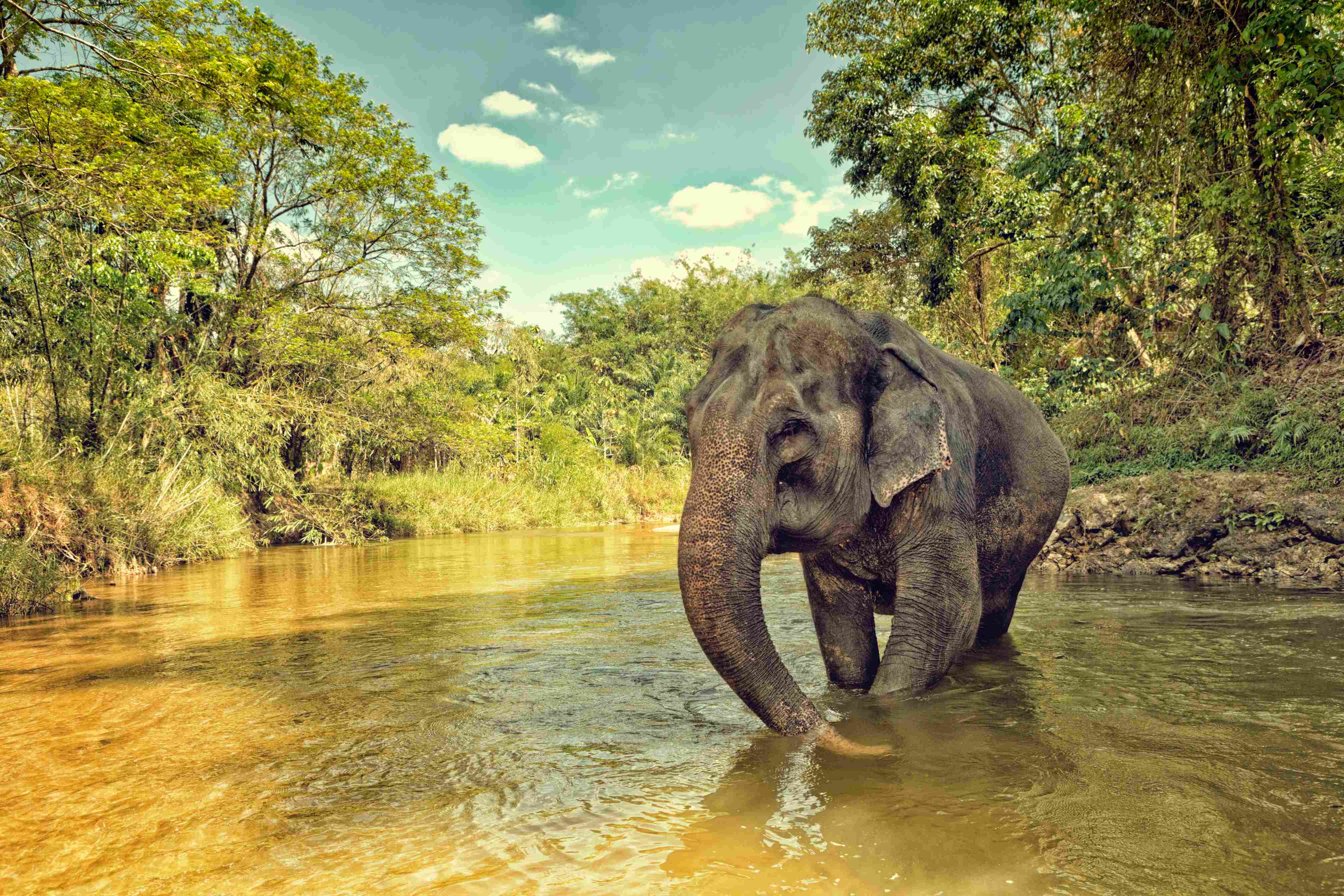 Elephant in jungle crossing a river.