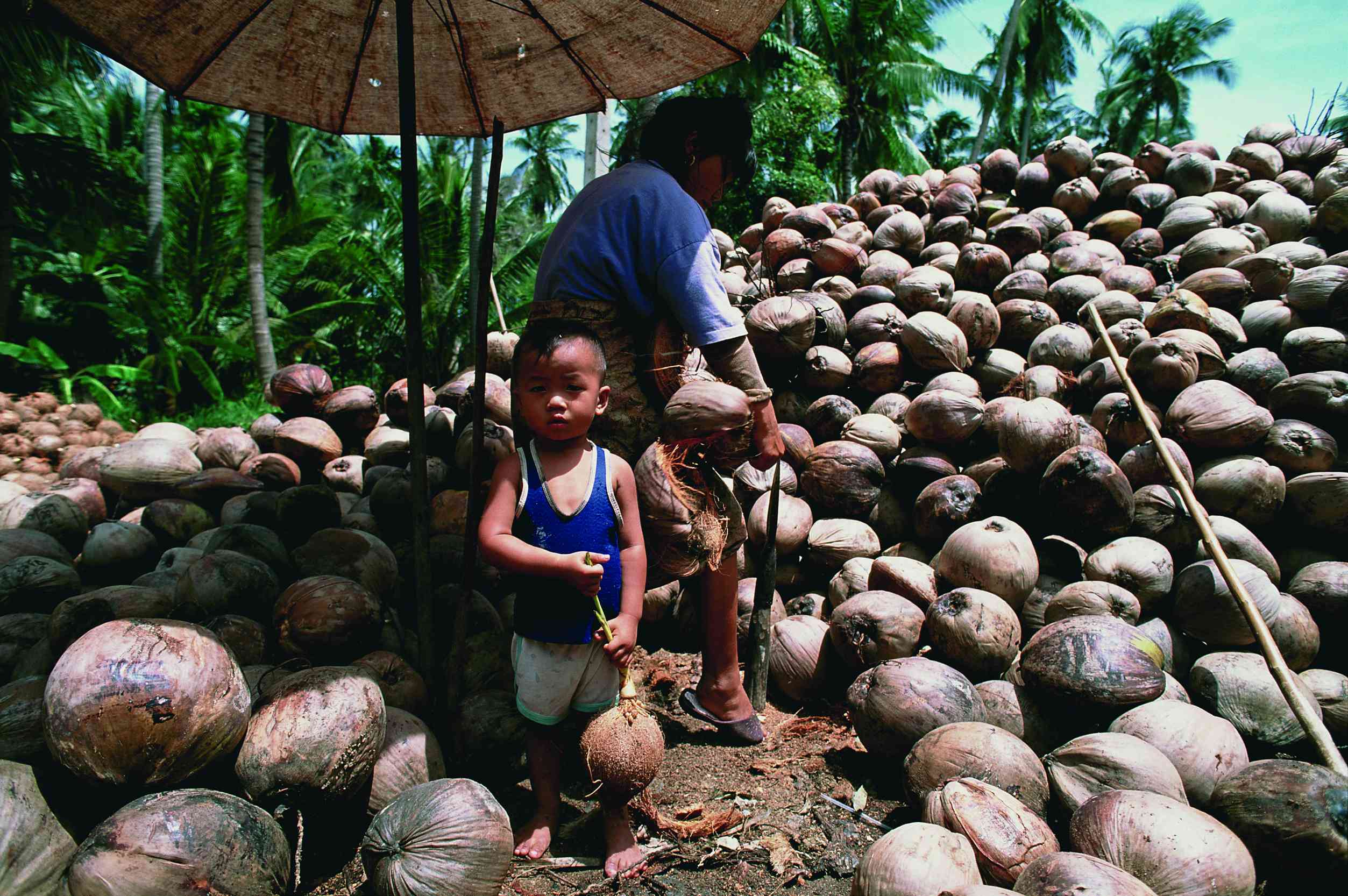 Récolte des noix de coco à Koh Samui.