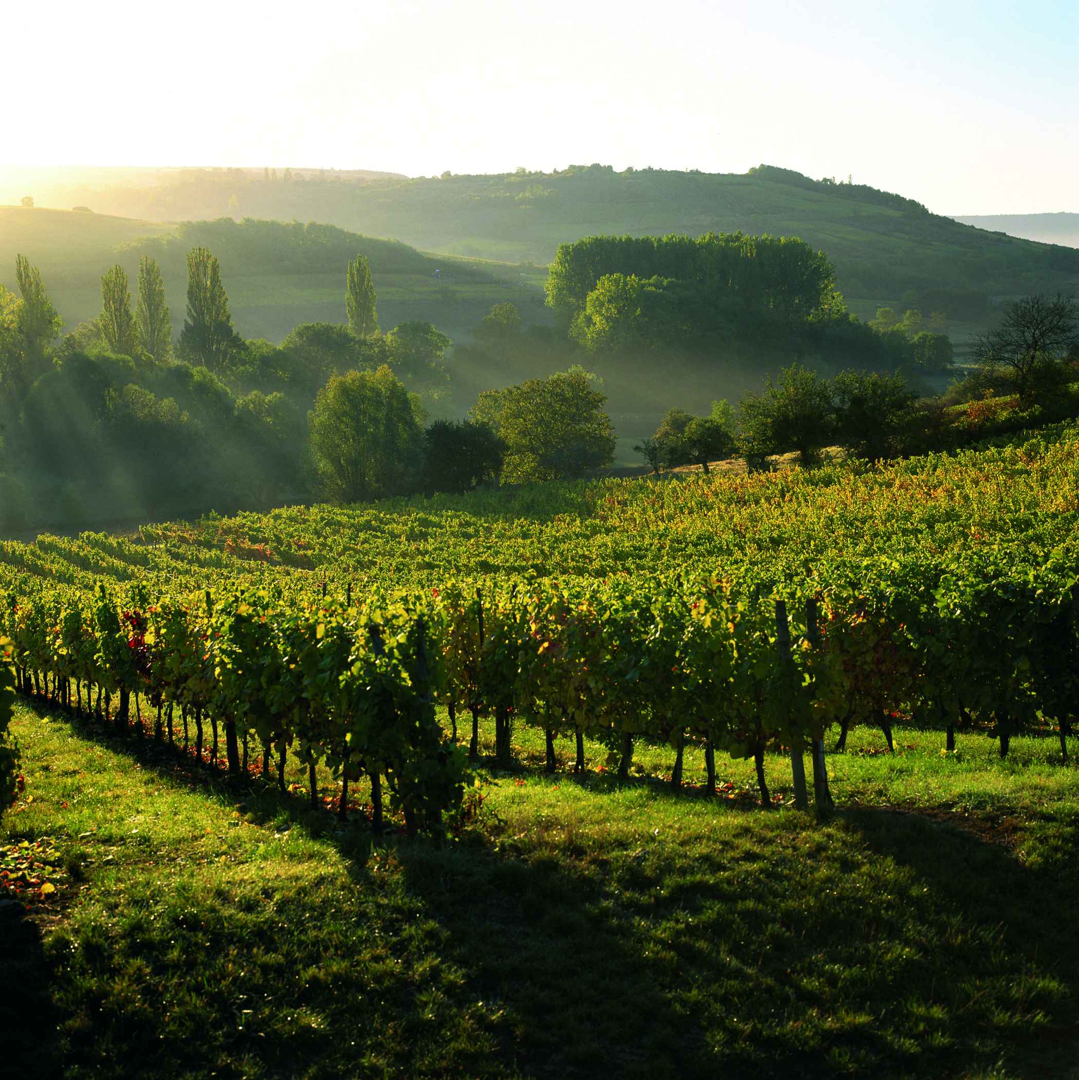 Vignoble de Charente