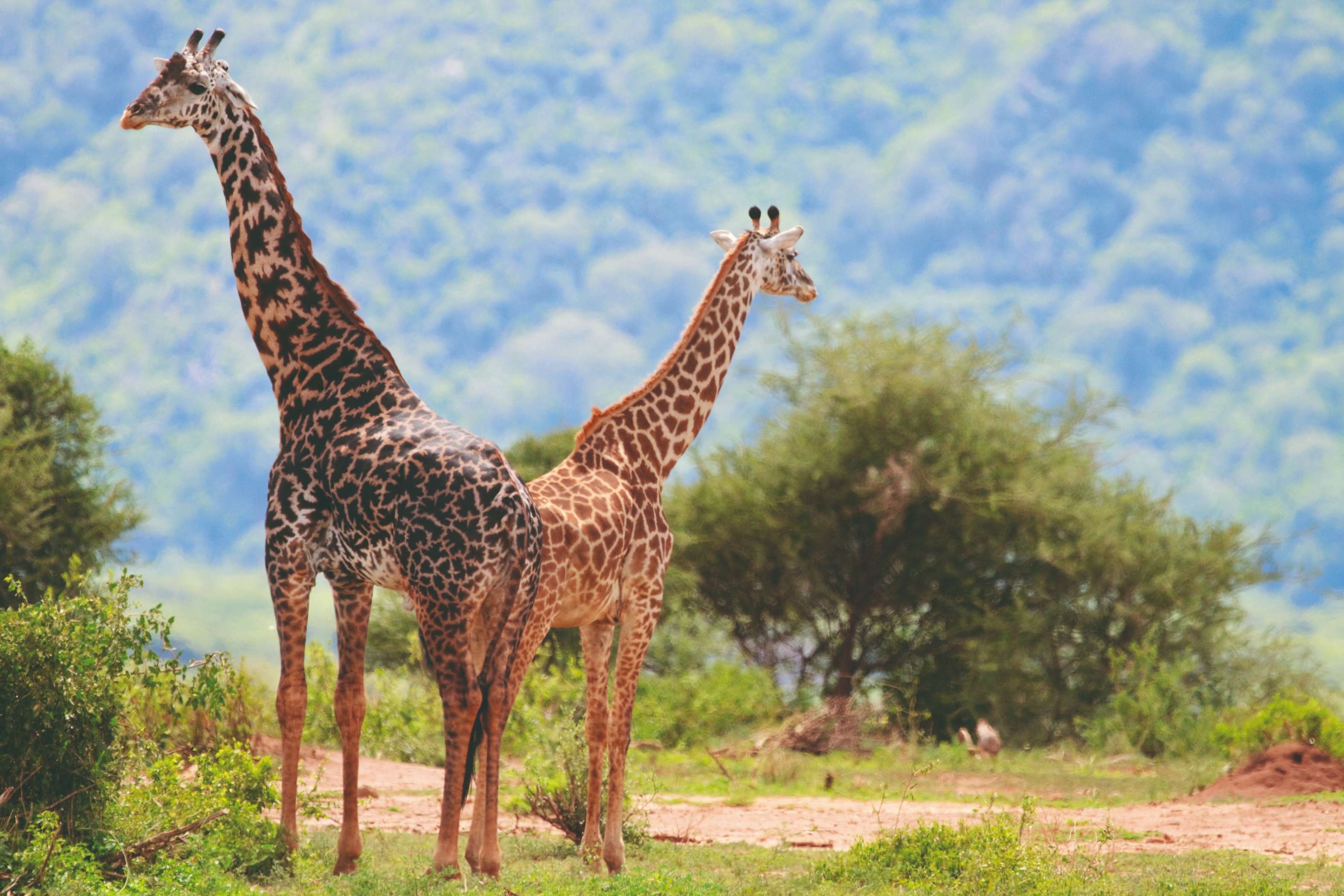 Girafes du Manyara National Park