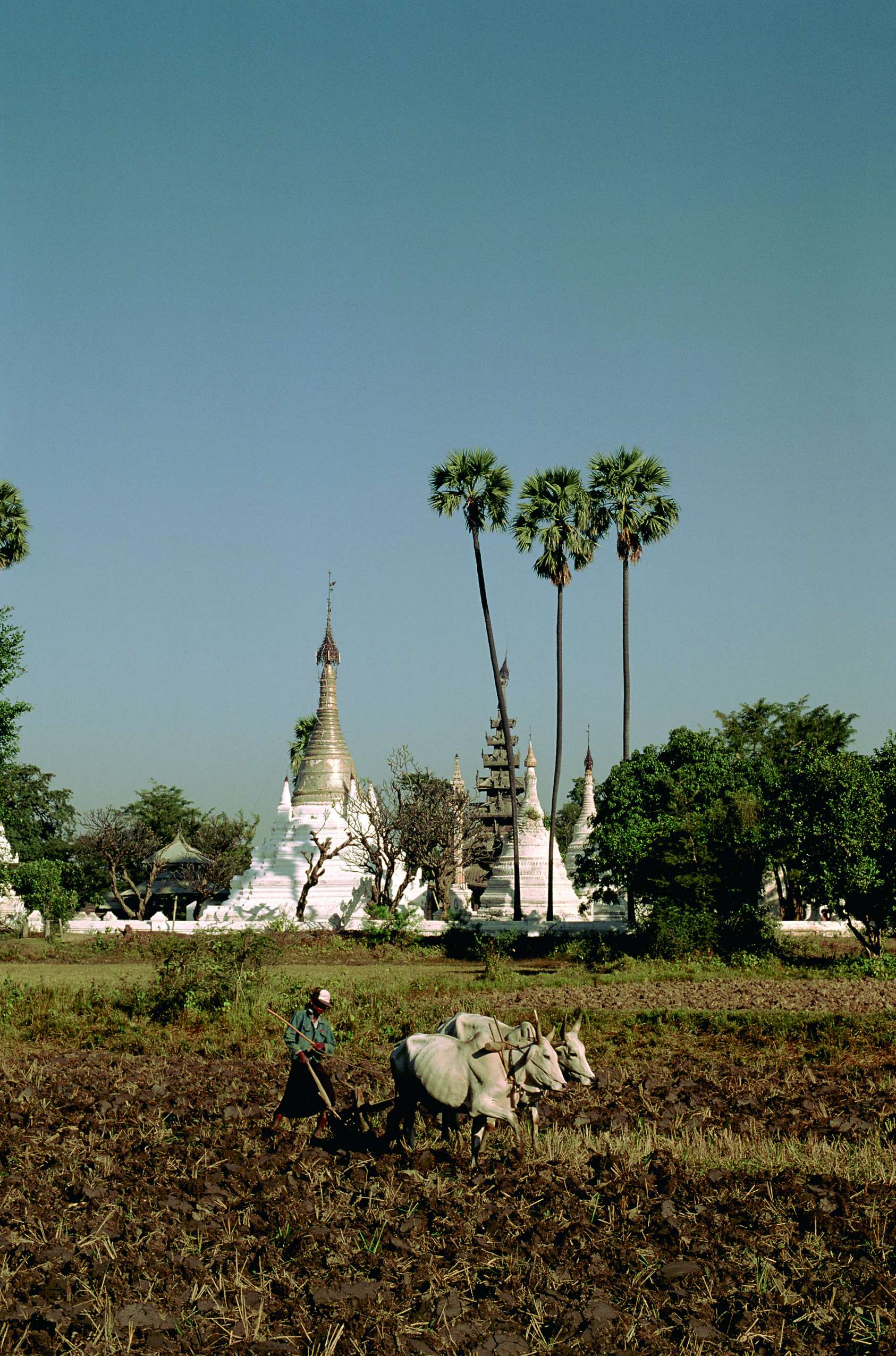 Travaux des champs à côté de pagodes blanches.