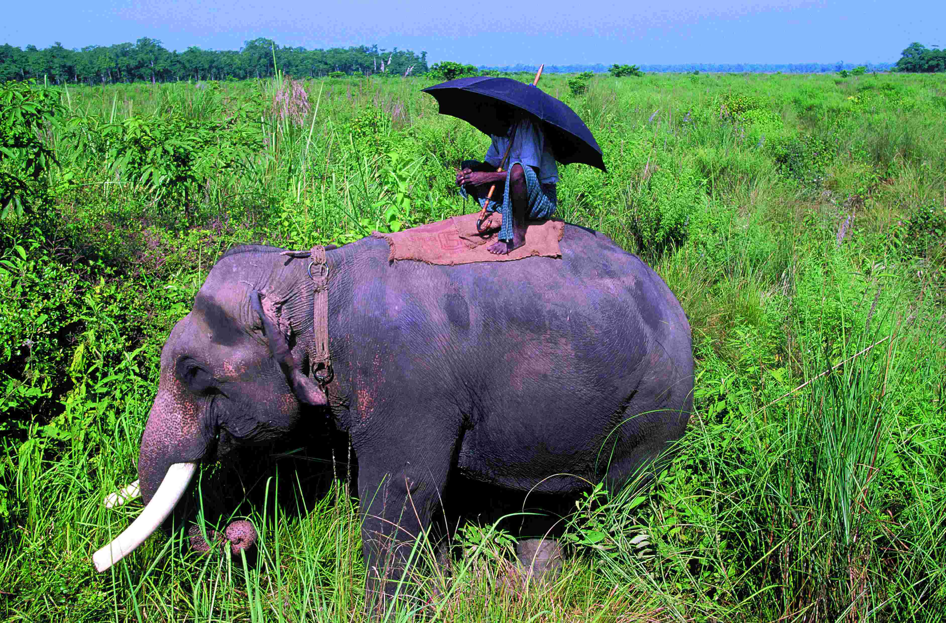 Éléphant dans le parc national de Chitwan.