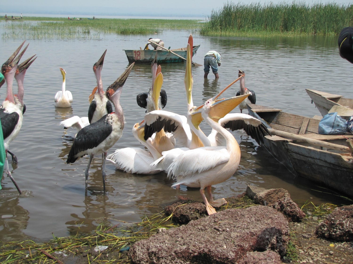 Oiseaux sur le lac Awasa.