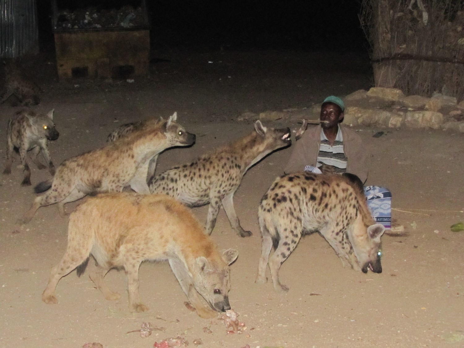 Repas des hyènes a Harar