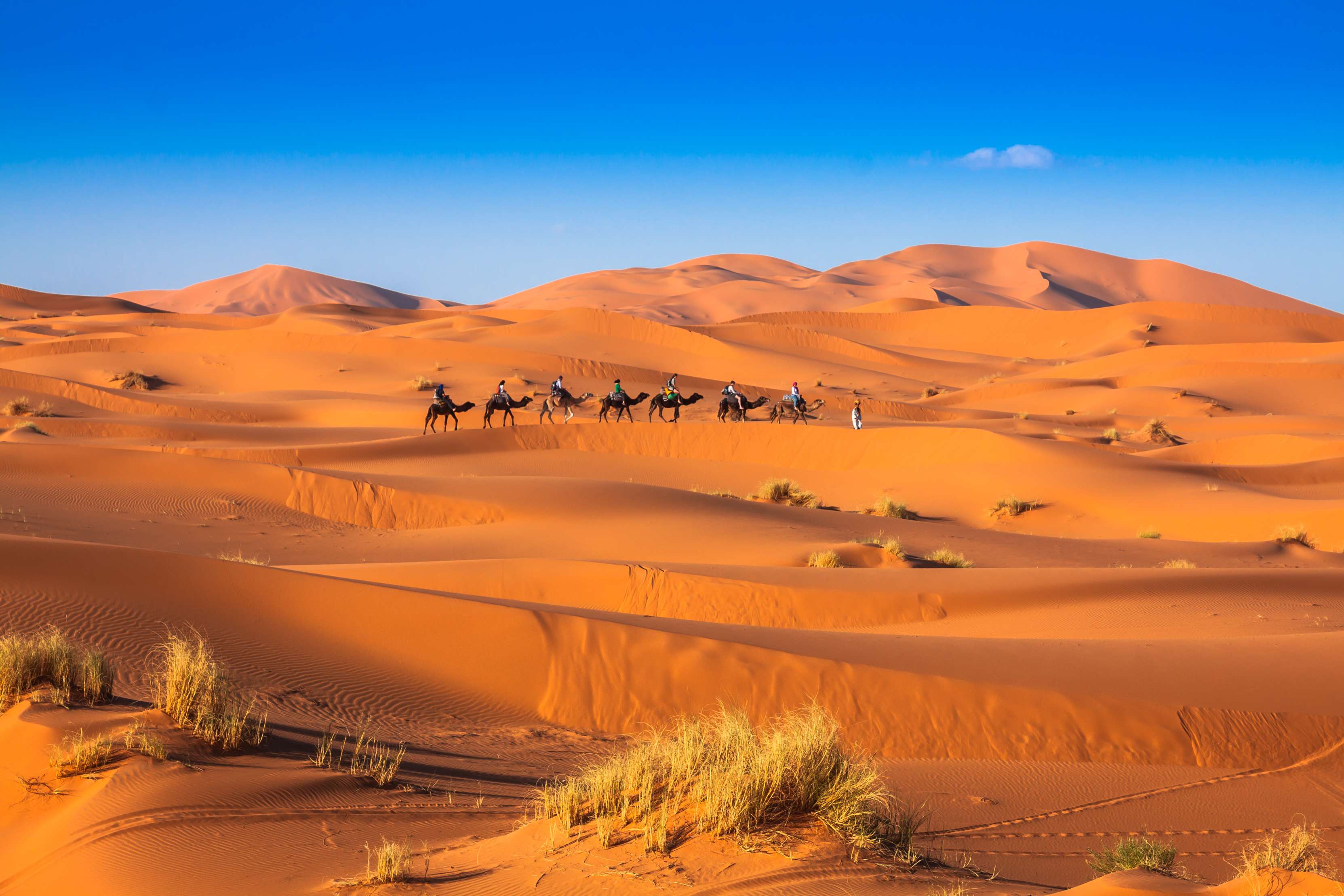 Caravane de chameaux traversant les dunes de sable.