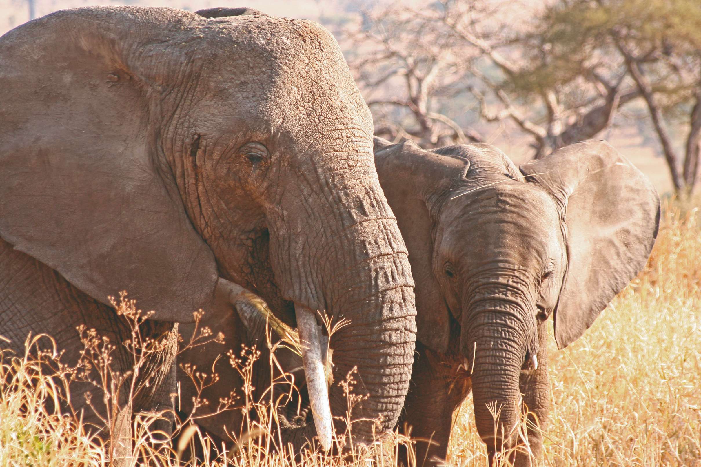 Éléphante et son petit, Tarangire National Park