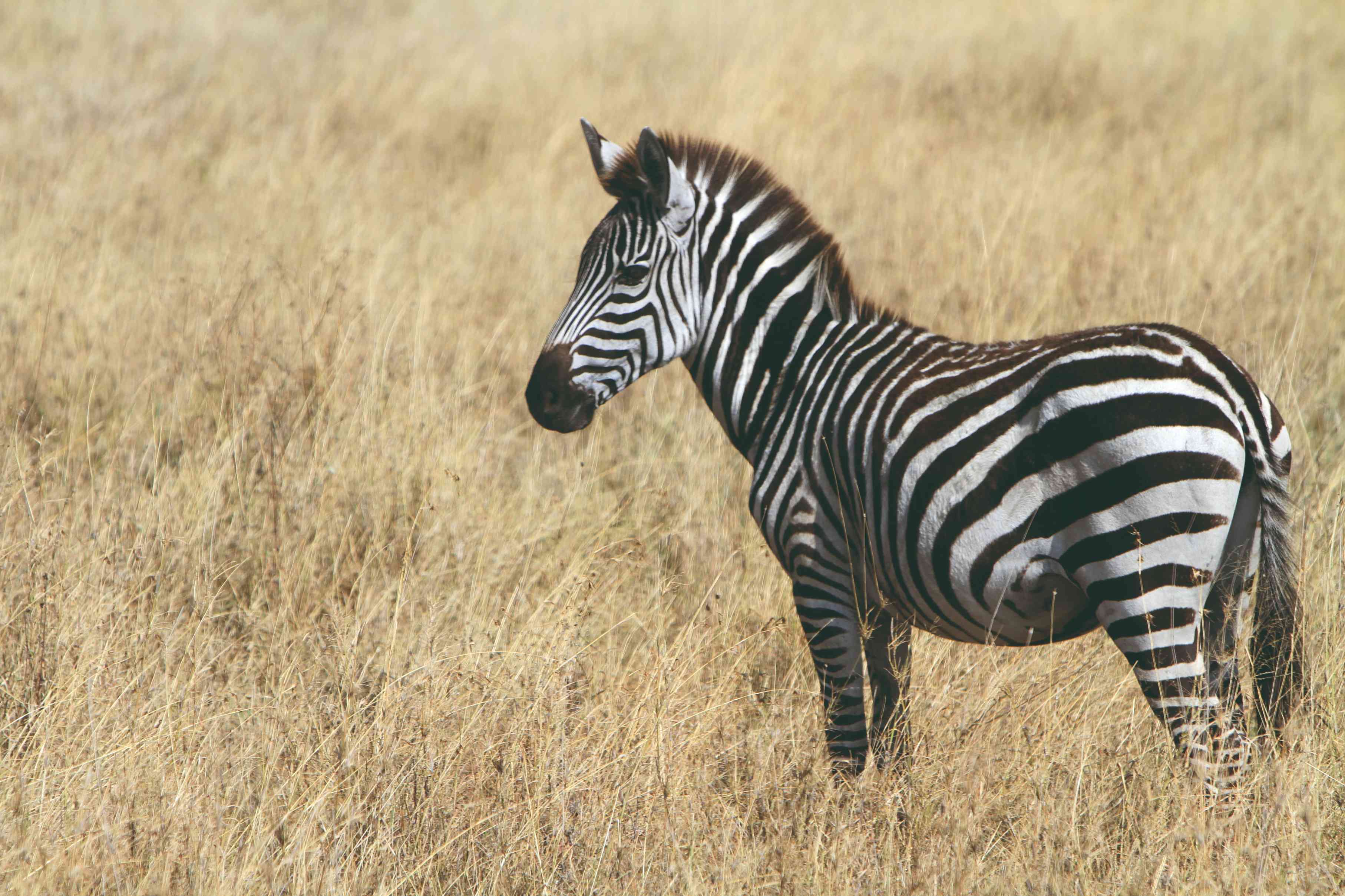 Zèbre dans le Parc National du Serengeti