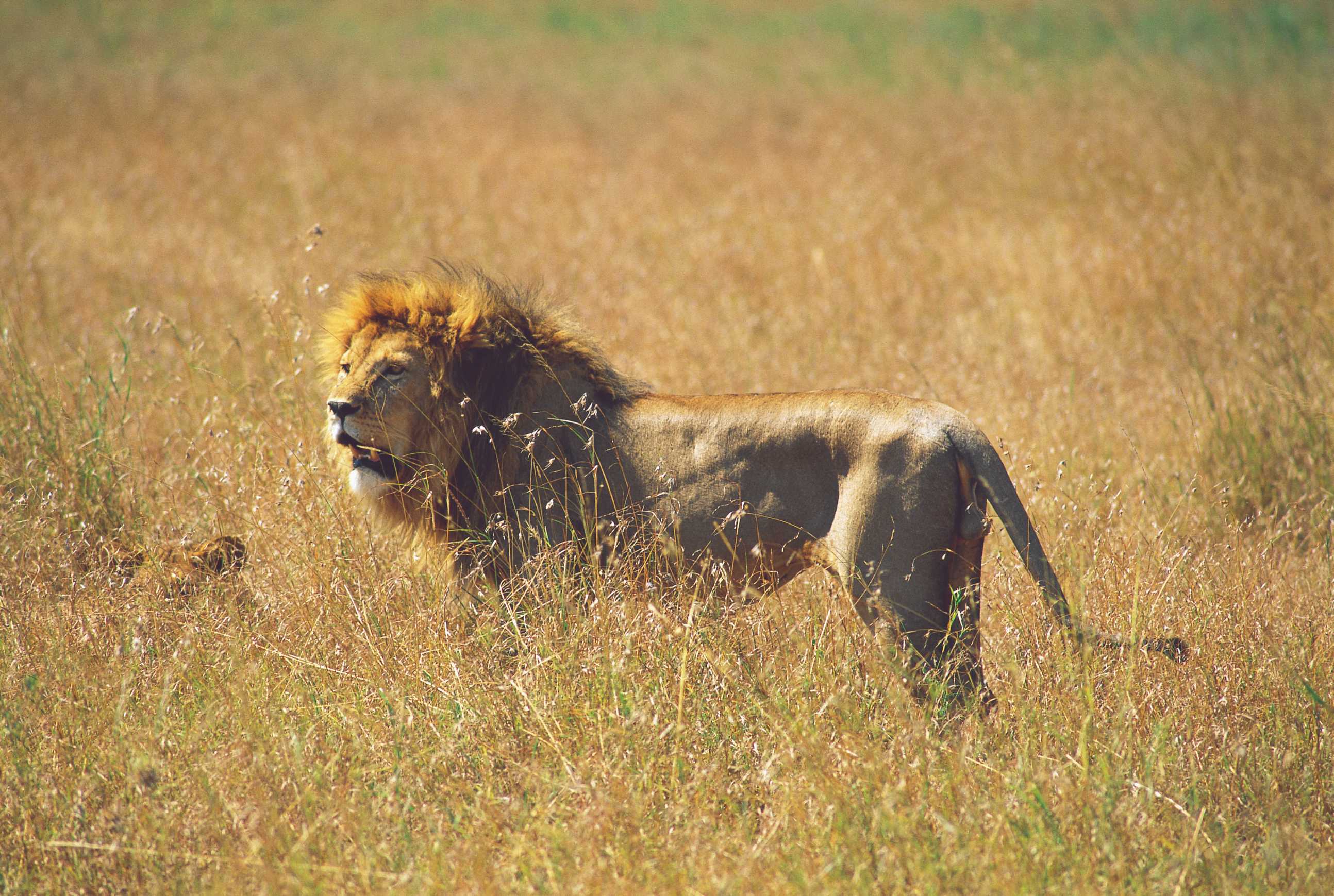 Lion dans le parc national du Serengeti