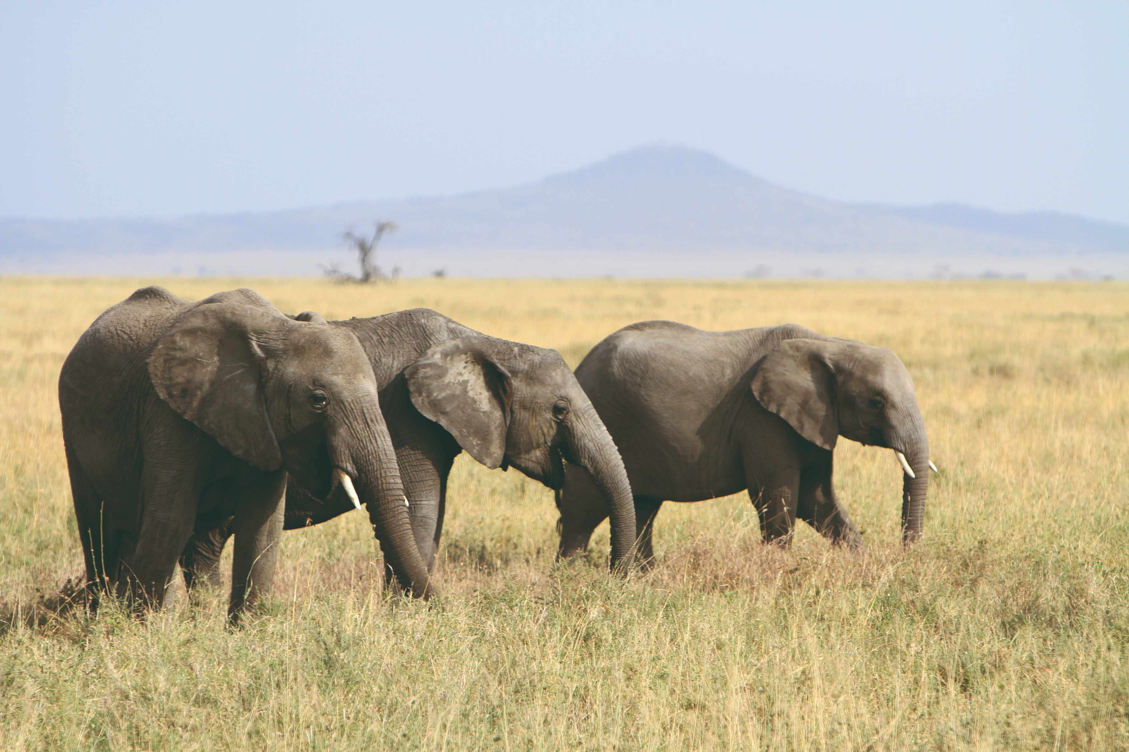 Elephants dans le Parc National du Serengeti